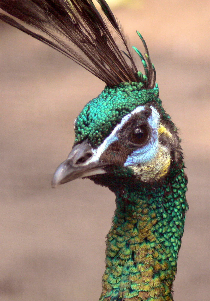 A close up profile portrait of a green peafowl head showing vibrant iridescent green scale like feathers, a tall dark crest, and light blue patches around the eye.