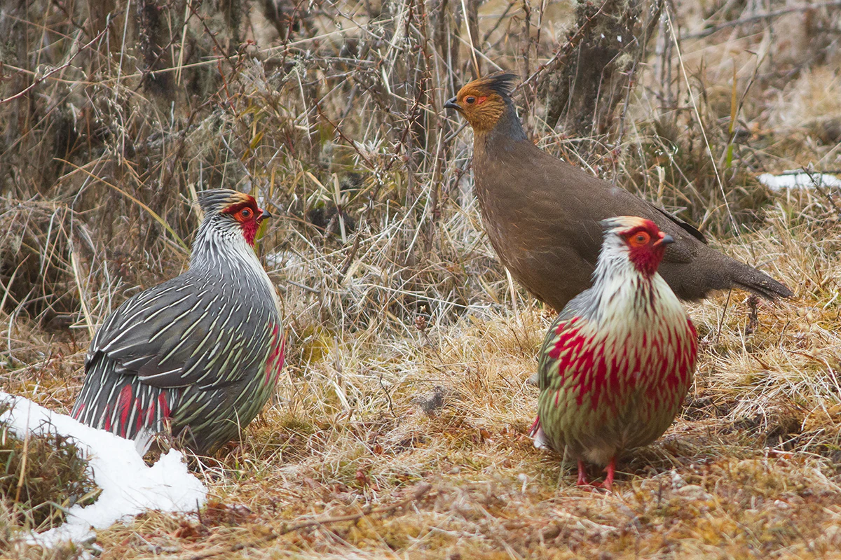 Three Blood Pheasants standing on dry grass with patches of snow in a mountainous area