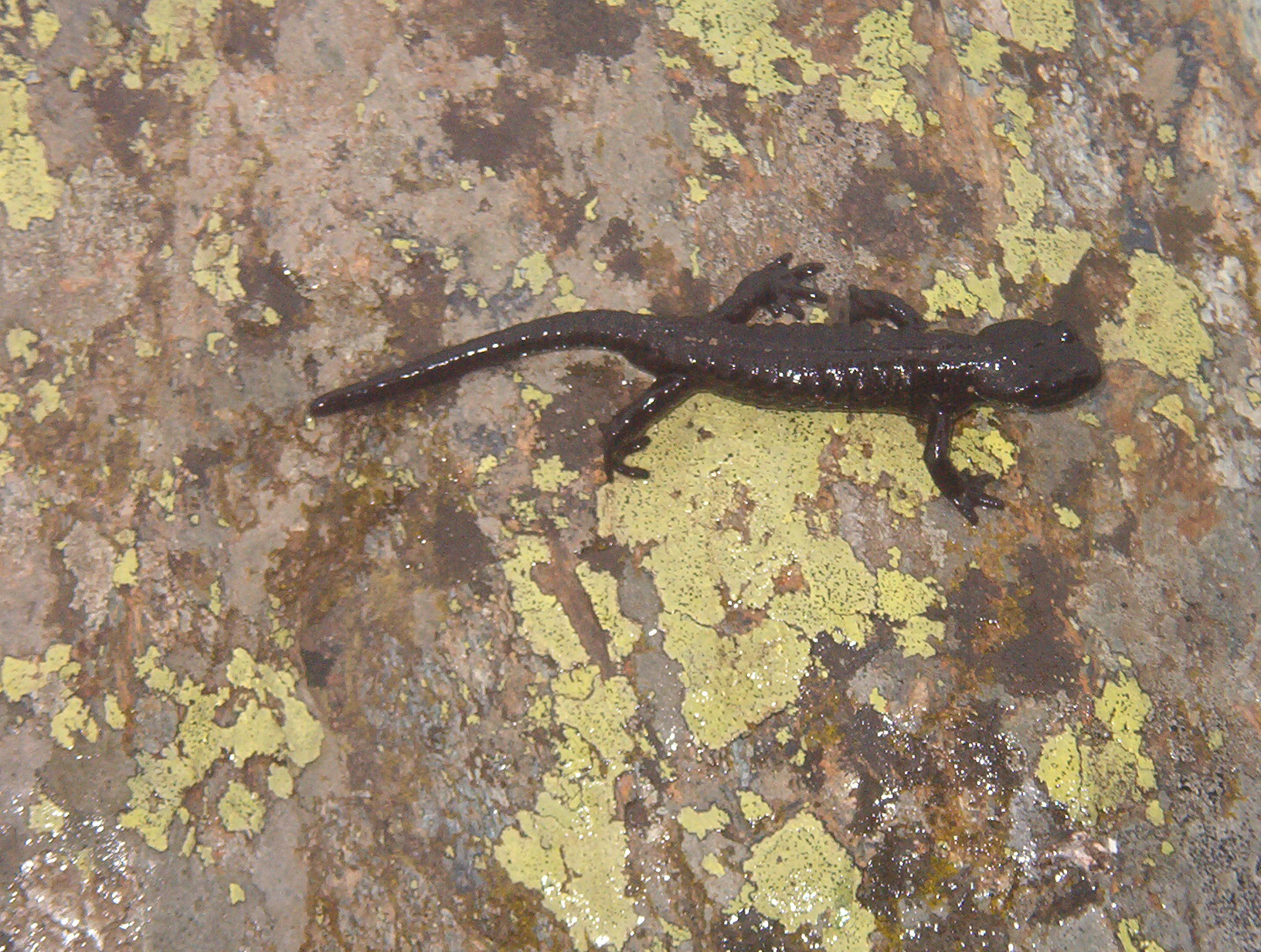 A small dark brown salamander with a shiny skin texture positioned on a rough, multicolored stone covered with yellow and grey lichen.
