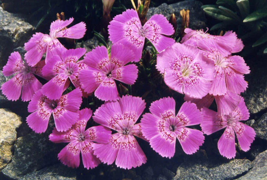 Close-up of pink Dianthus callizonus flowers with white centers growing among rocks