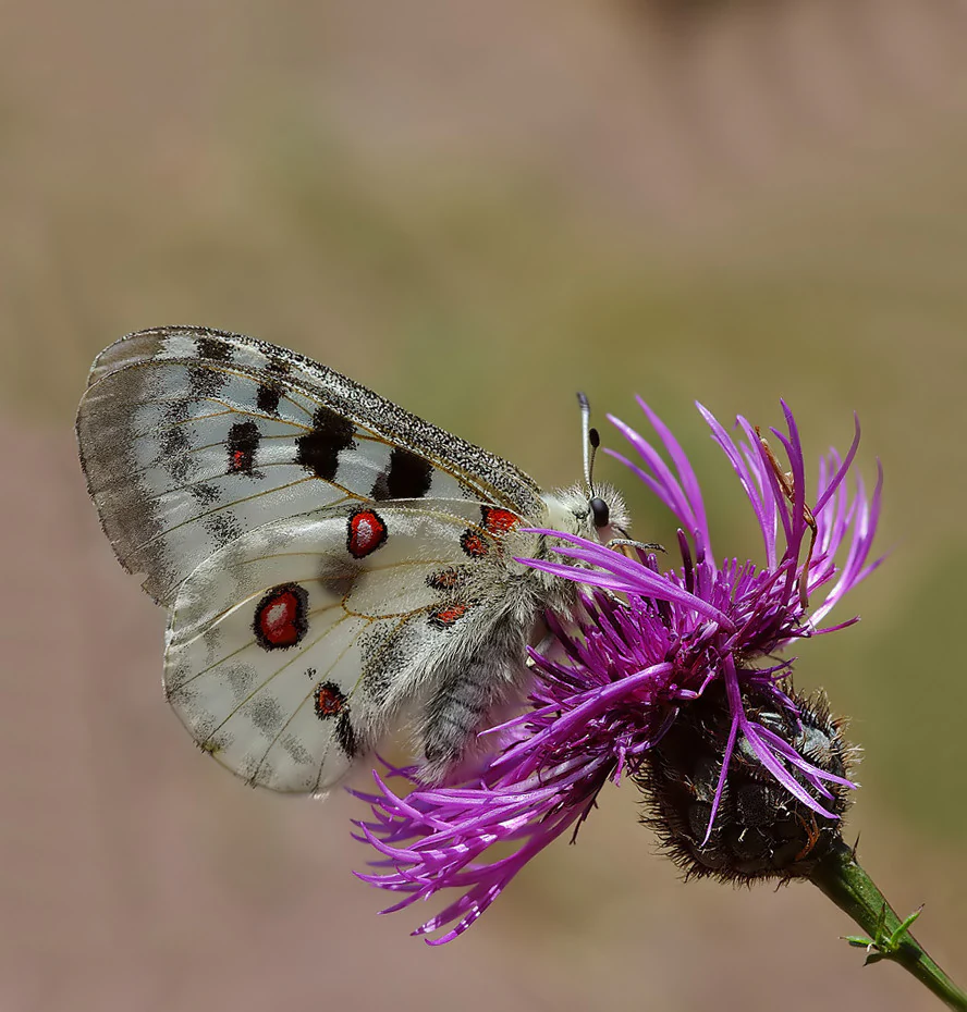 White butterfly with black and red spots on a purple flower