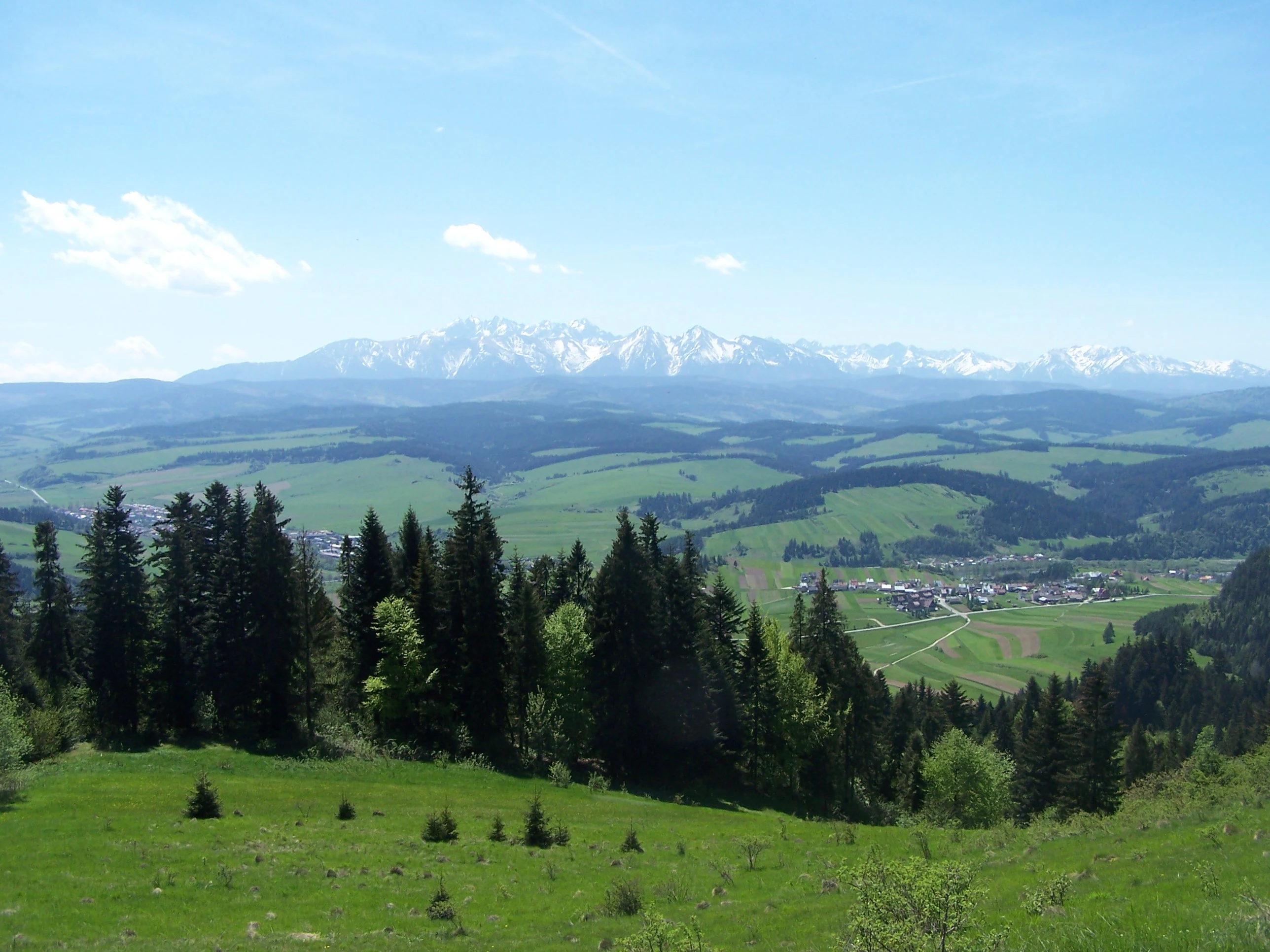 Grassy meadow with scattered pine trees in foreground, rolling green hills in midground, and snow-capped mountains under clear blue sky