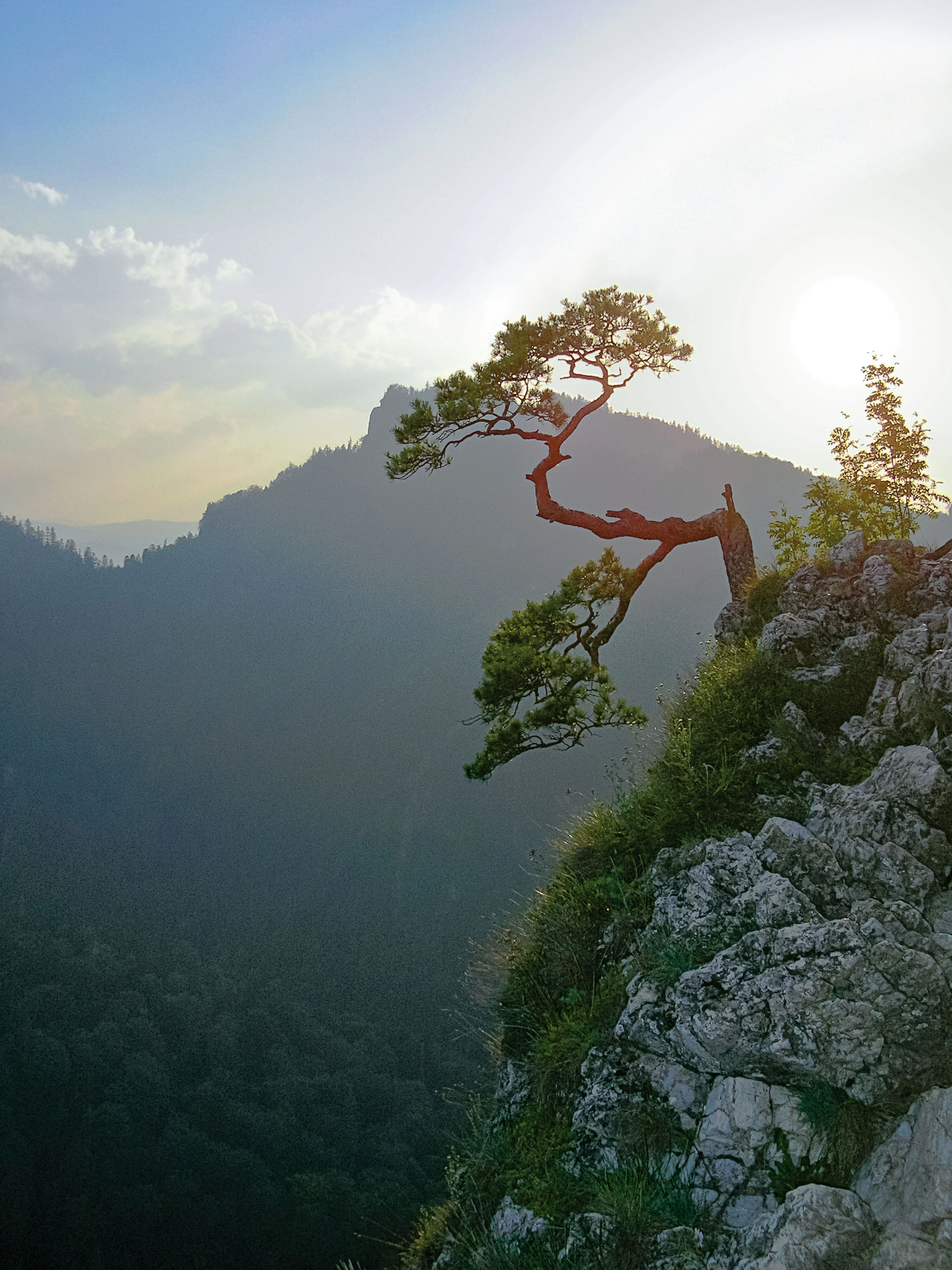 Pine tree with twisted trunk growing on rocky cliff edge with mountain landscape and forested valley in background
