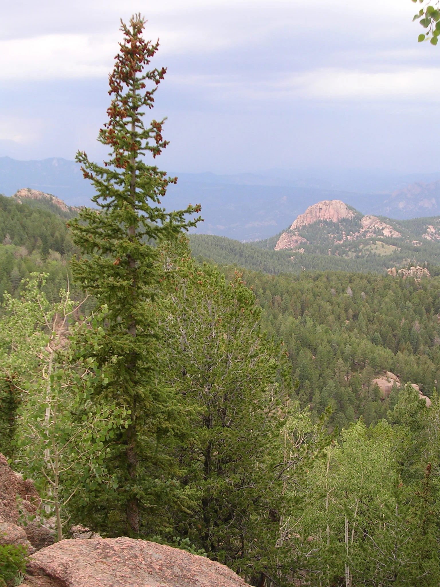 A tall conifer tree stands in the foreground, with a vista of dense pine forests and rocky mountain peaks in the background under a cloudy sky.