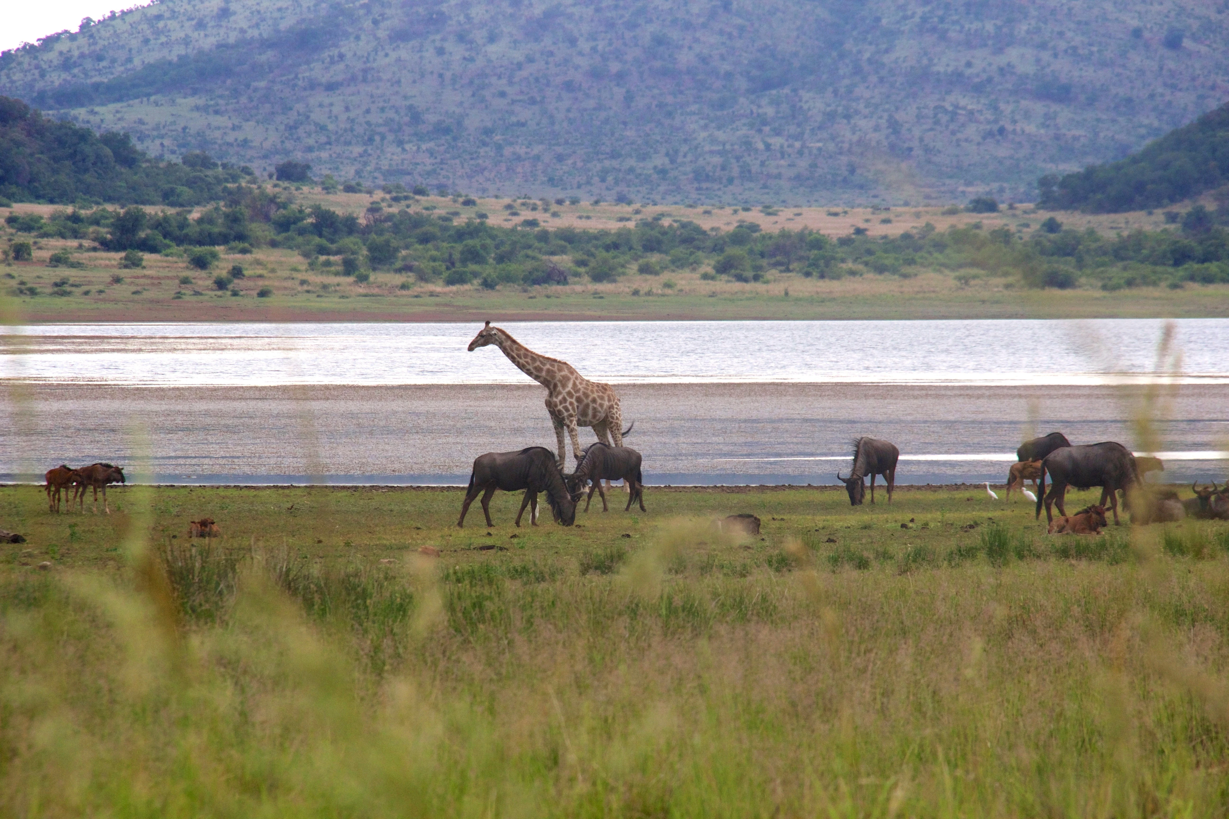 A giraffe standing among a small herd of blue wildebeest on the grassy banks of a dam, with low hills in the background.