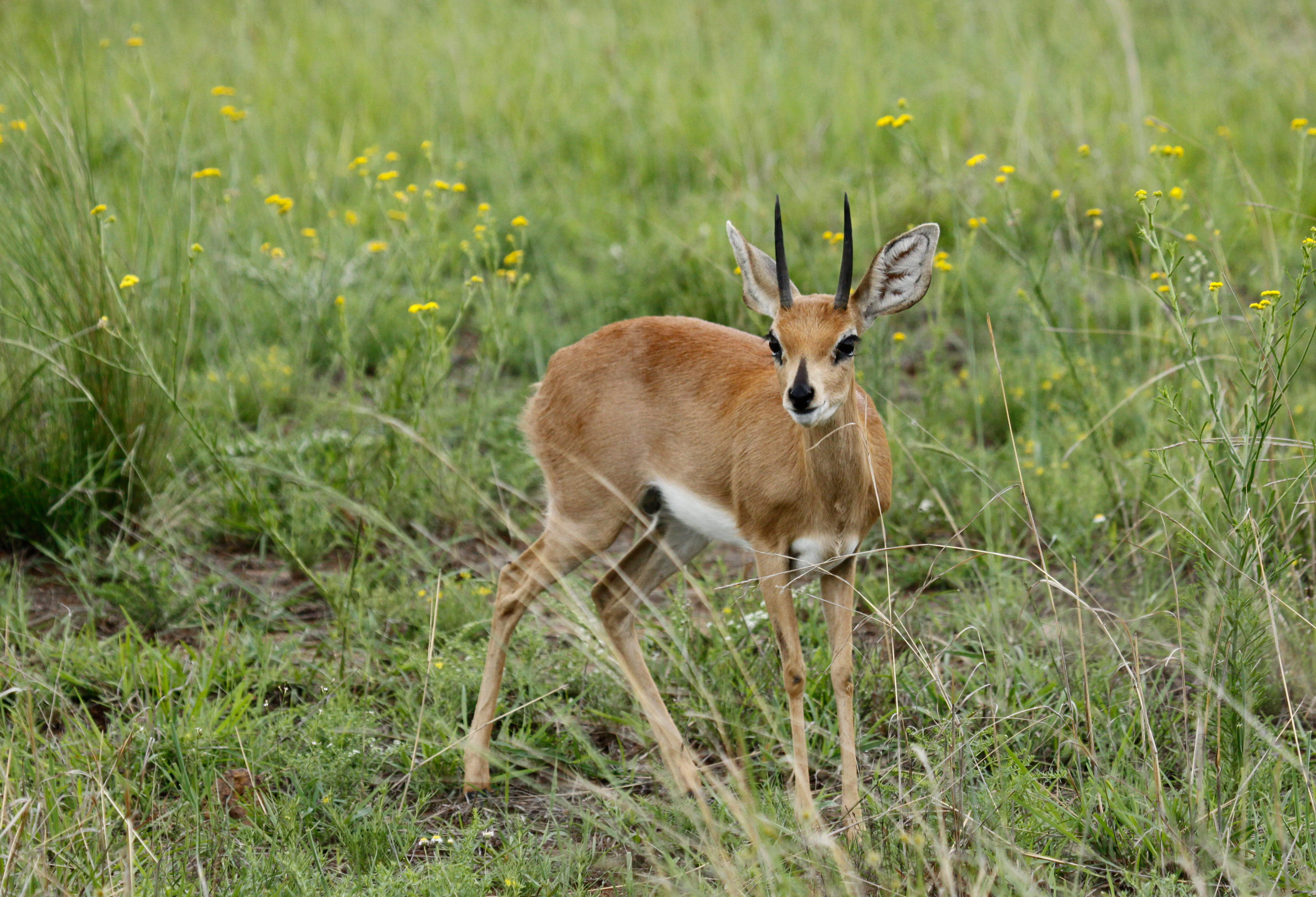 A small brown steenbok with upright pointed horns standing in tall green grass with yellow wildflowers.