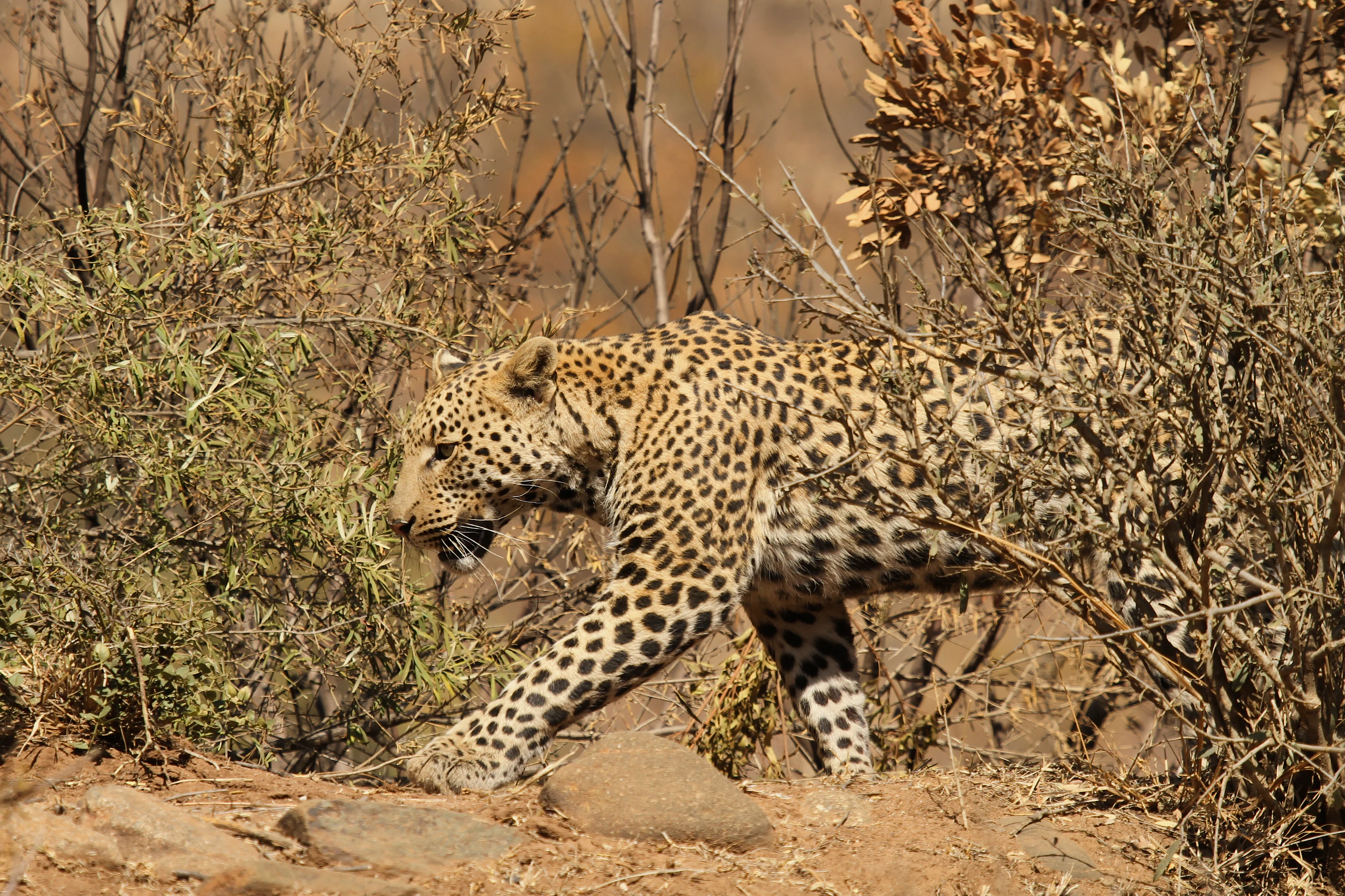 A leopard with spotted fur walking through dry, sparse shrubbery and rocky terrain.
