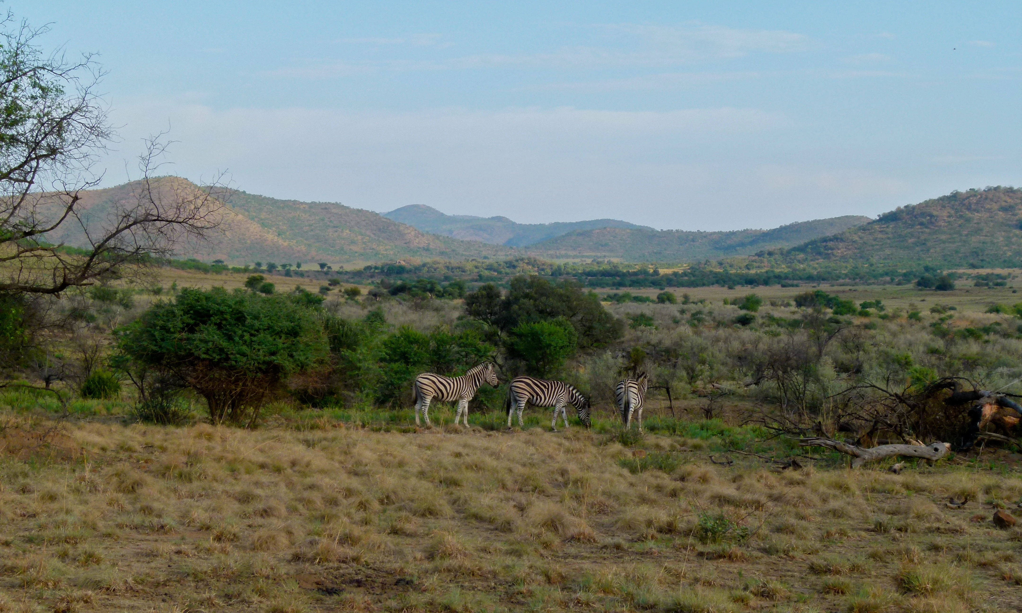 Three zebras standing in a dry, grassy savanna with rolling mountains visible in the background under an overcast sky.