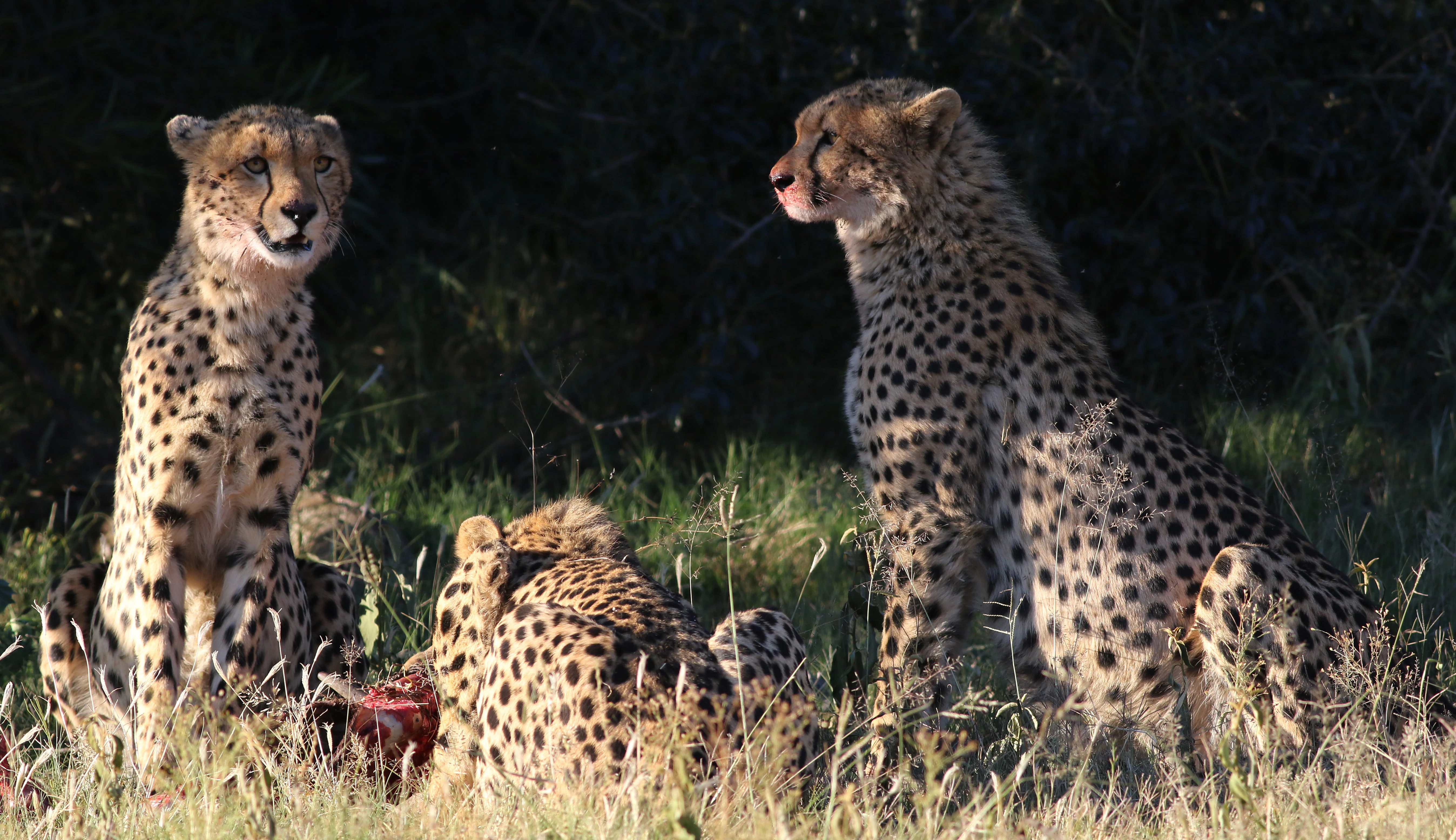 Three cheetahs sitting in tall grass, one actively feeding with a bloodied face, set against a shadowed, dark forest background.
