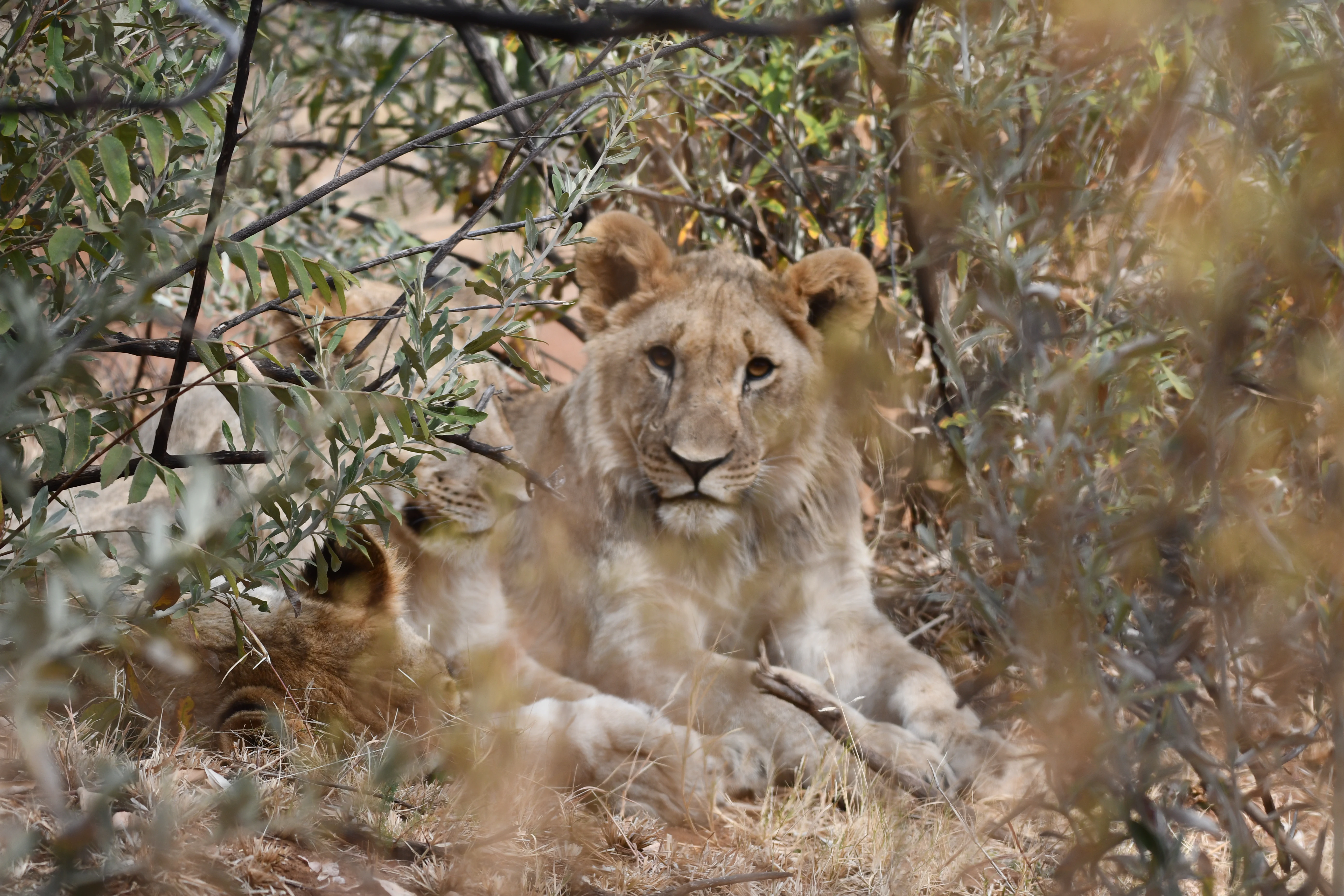 A lion resting in thick brush and dry vegetation, looking towards the camera.
