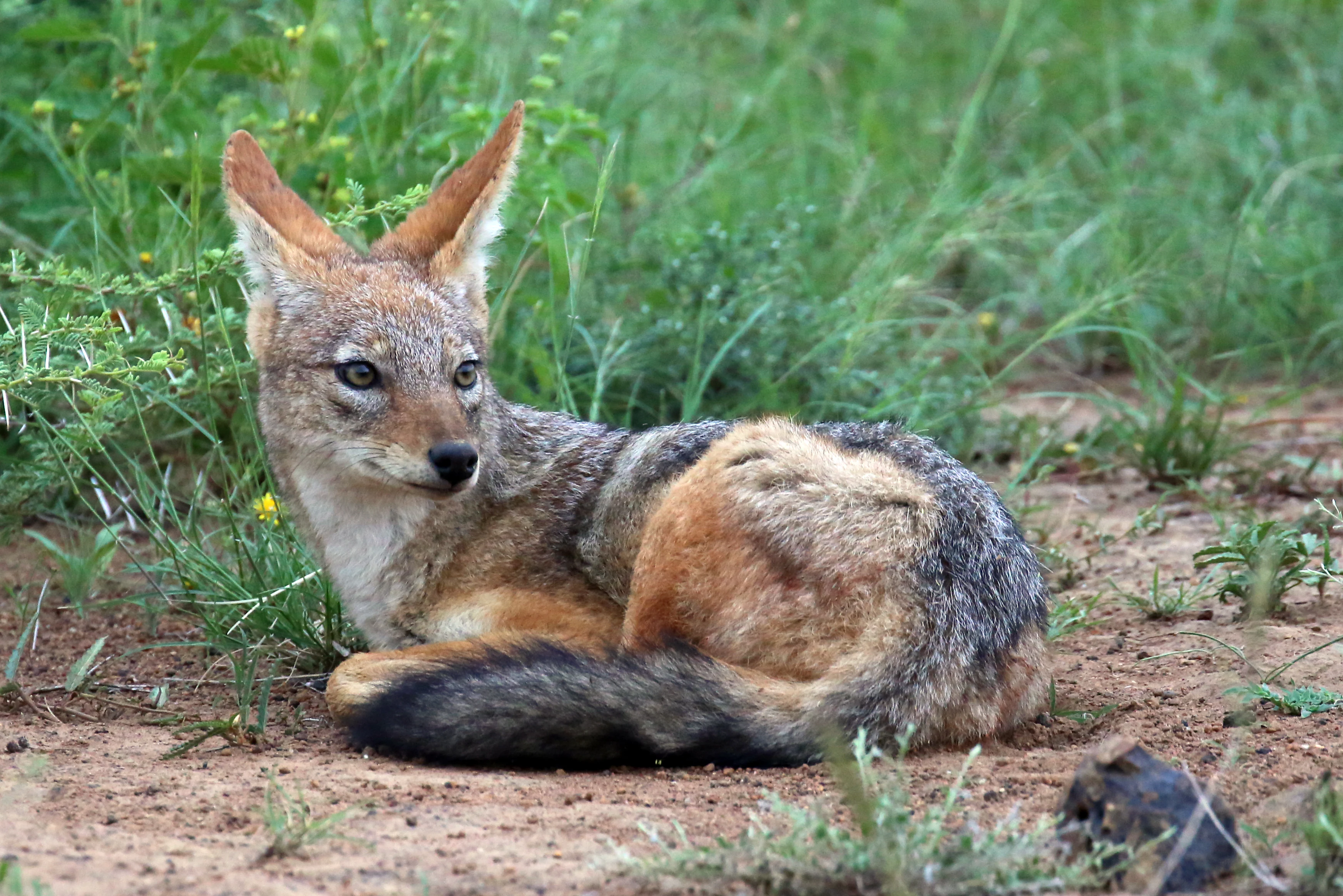 A black-backed jackal resting on the ground in a grassy area with its body turned to the side and head looking towards the left.