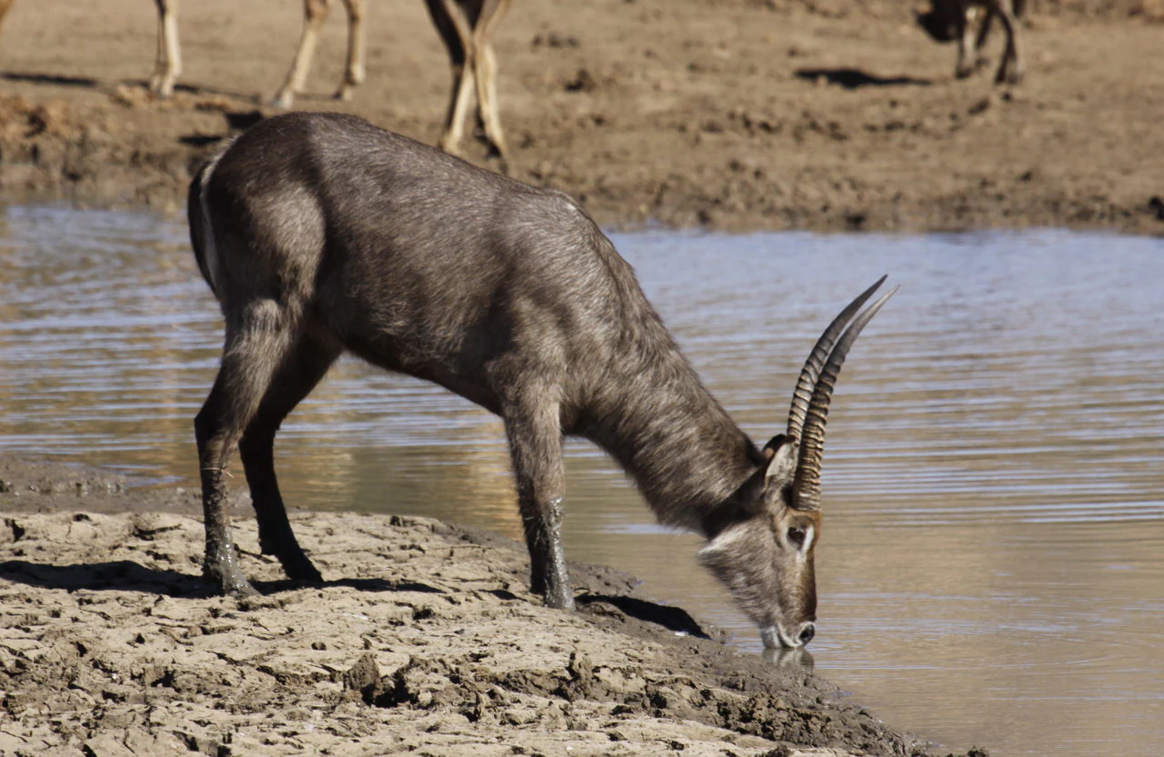 A side profile of a waterbuck standing on a dry, cracked mud bank and drinking from a pool of water.