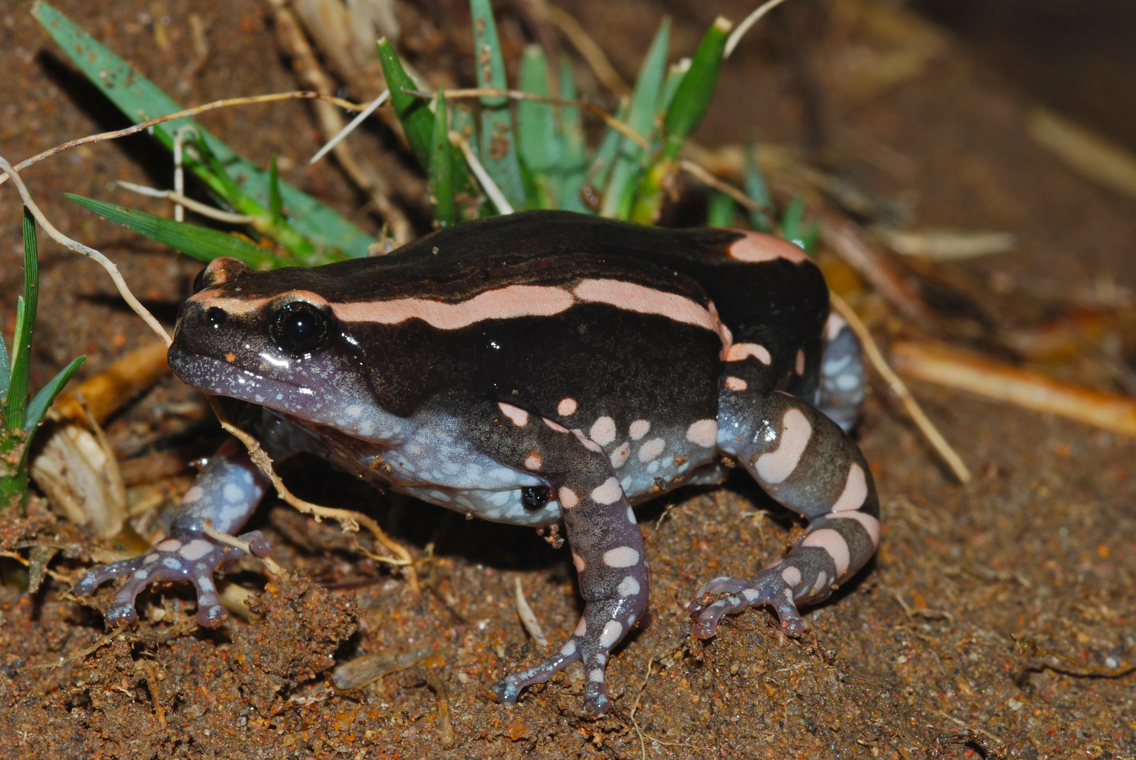 A Banded Rubber Frog with a smooth dark skin, distinctive pinkish stripes, and spotted patterns on its legs, resting on soil near blades of green grass.