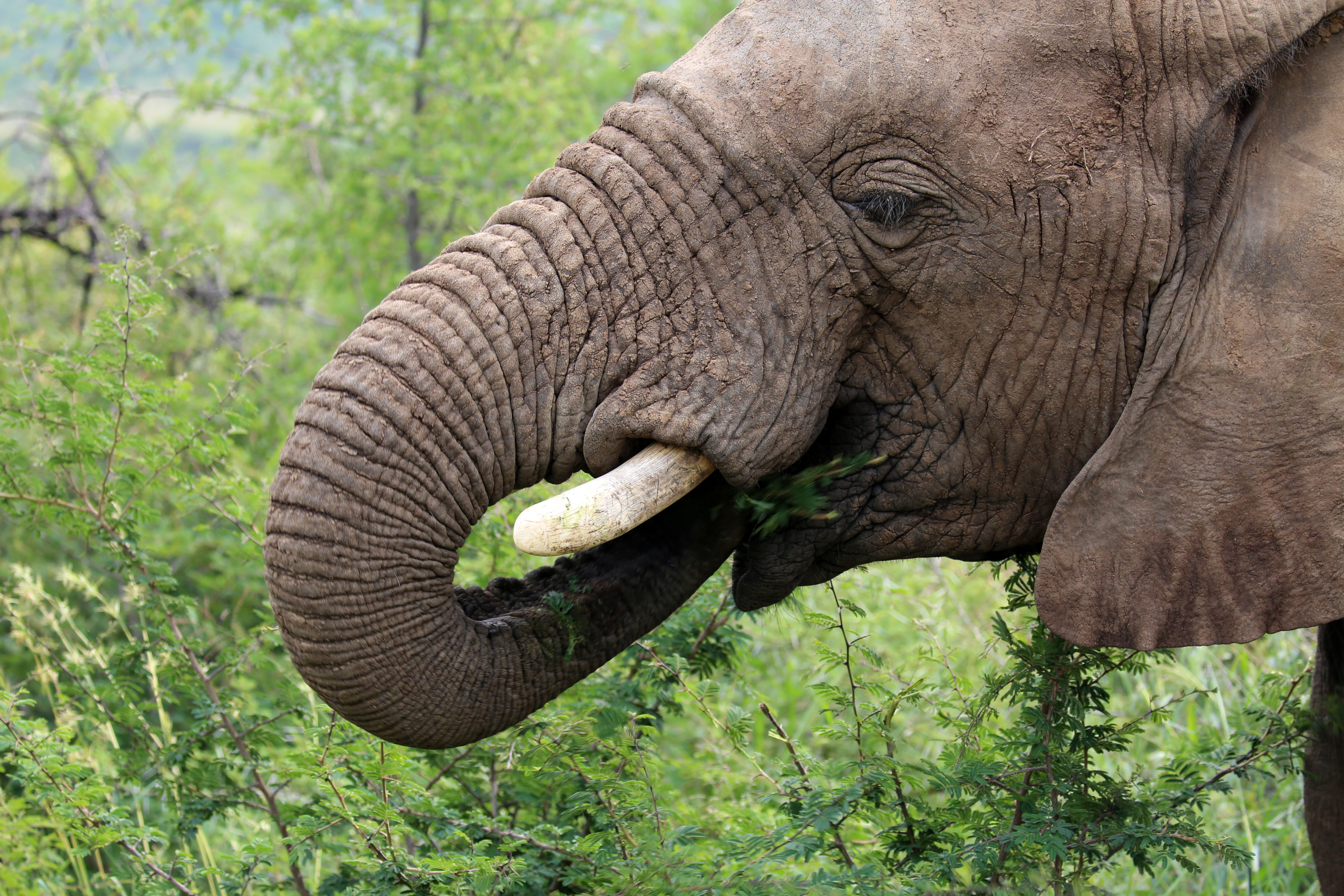 Close-up of an African elephant head and trunk eating green foliage in a brushy landscape.