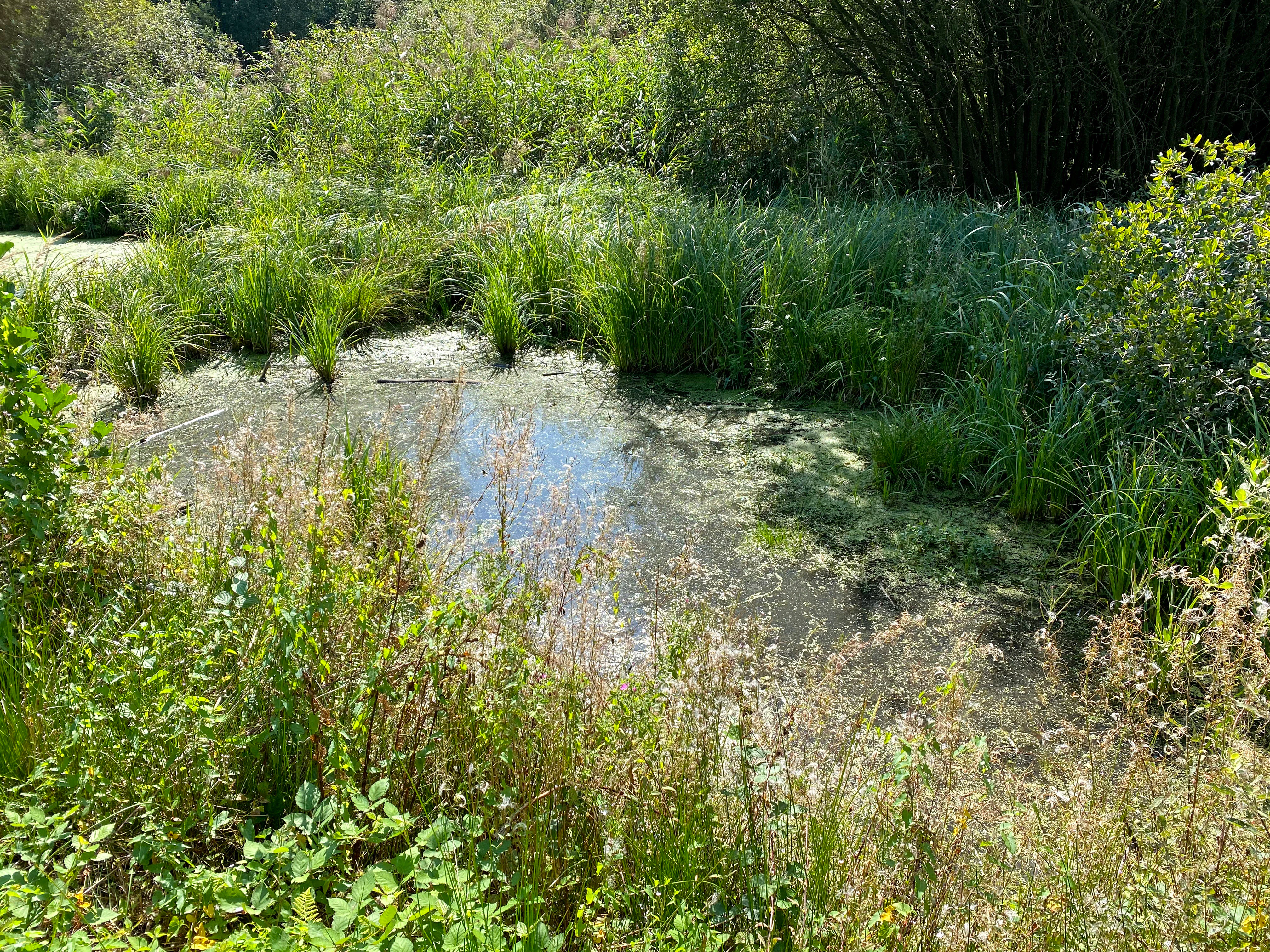Una pequeña charca turbia cubierta de lenteja de agua, rodeada de densos pastos, juncos y arbustos verdes.