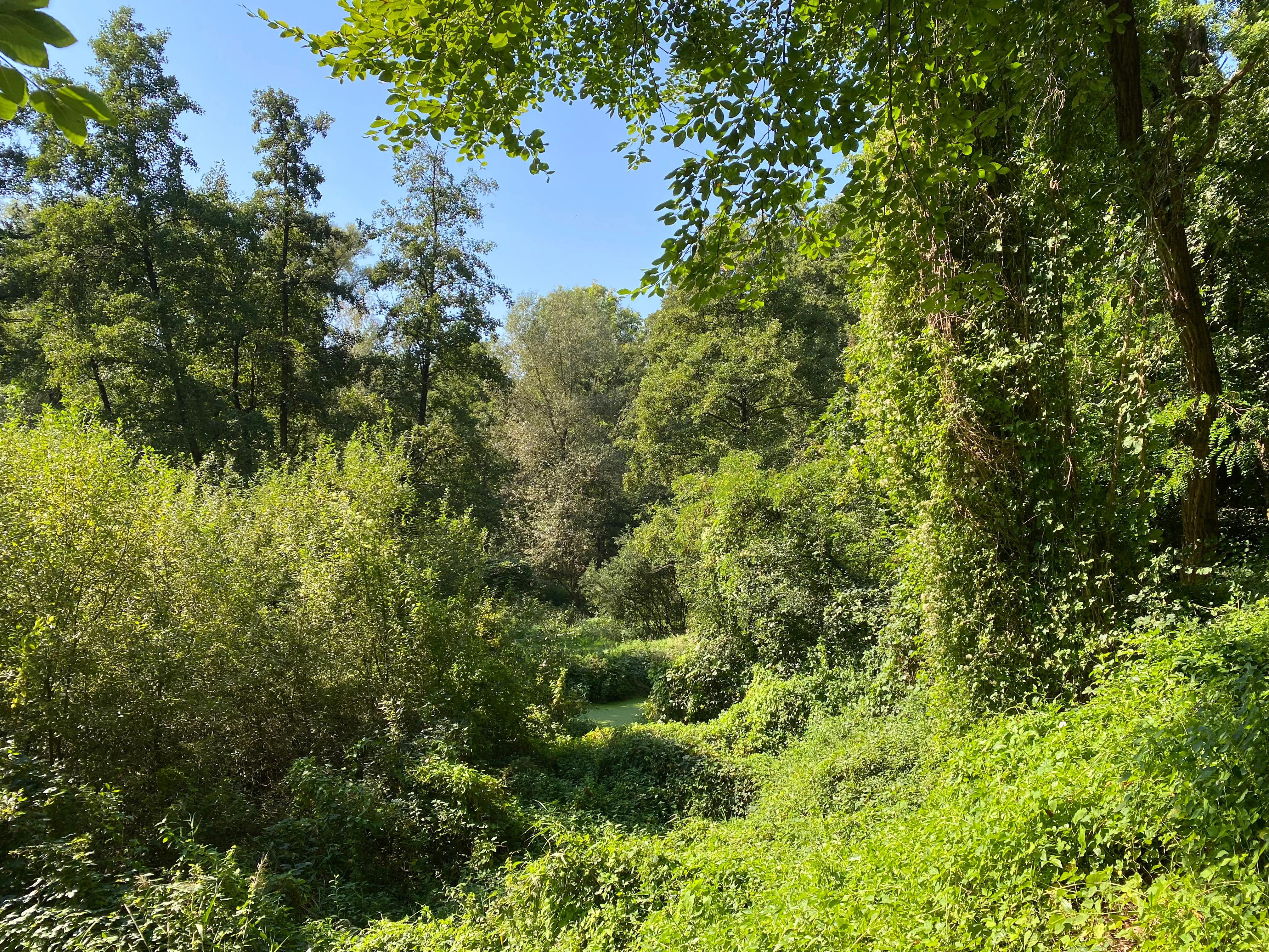 Una escena de bosque ribereño soleado y densamente vegetado, con árboles caducifolios altos, sotobosque verde y denso, y una pequeña charca de agua estancada visible en la distancia media.