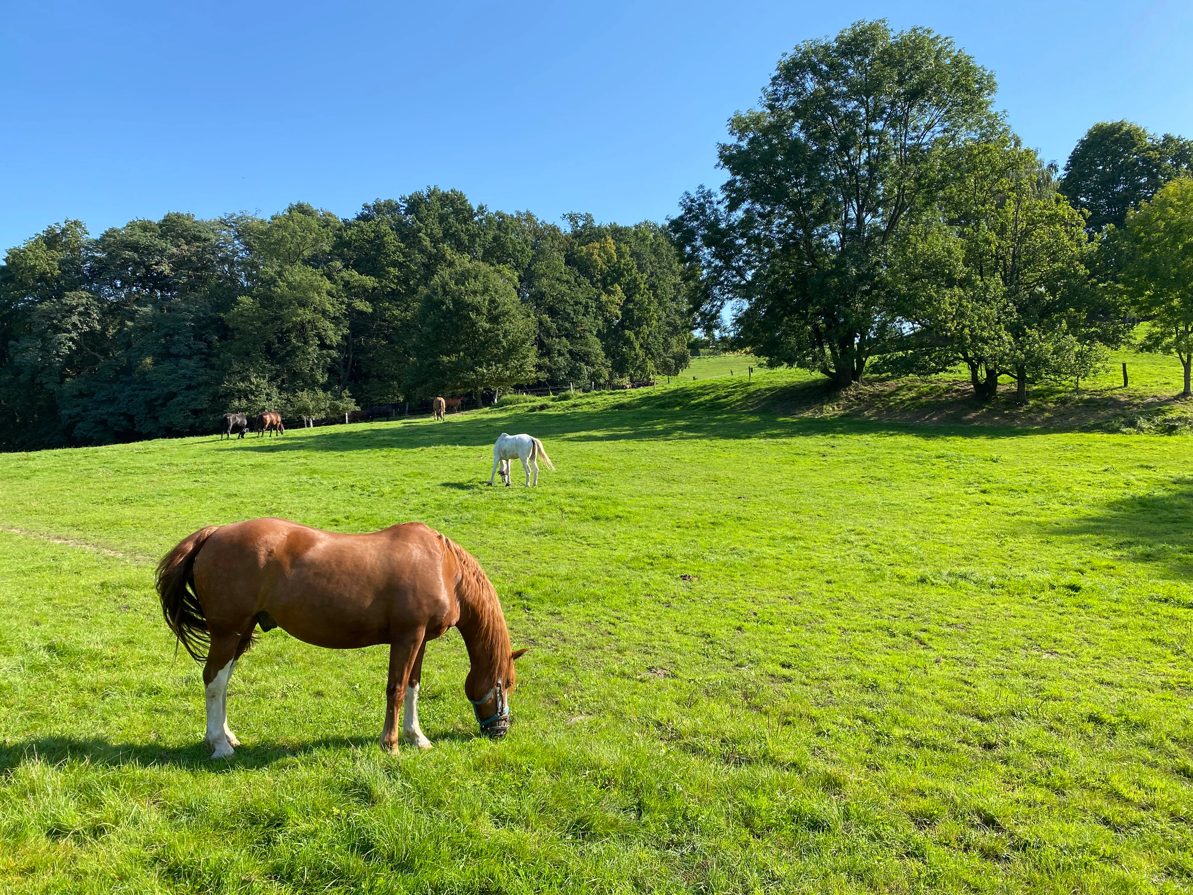 Un grupo de caballos pastando en un prado verde brillante bordeado por un bosque al fondo en un día soleado.