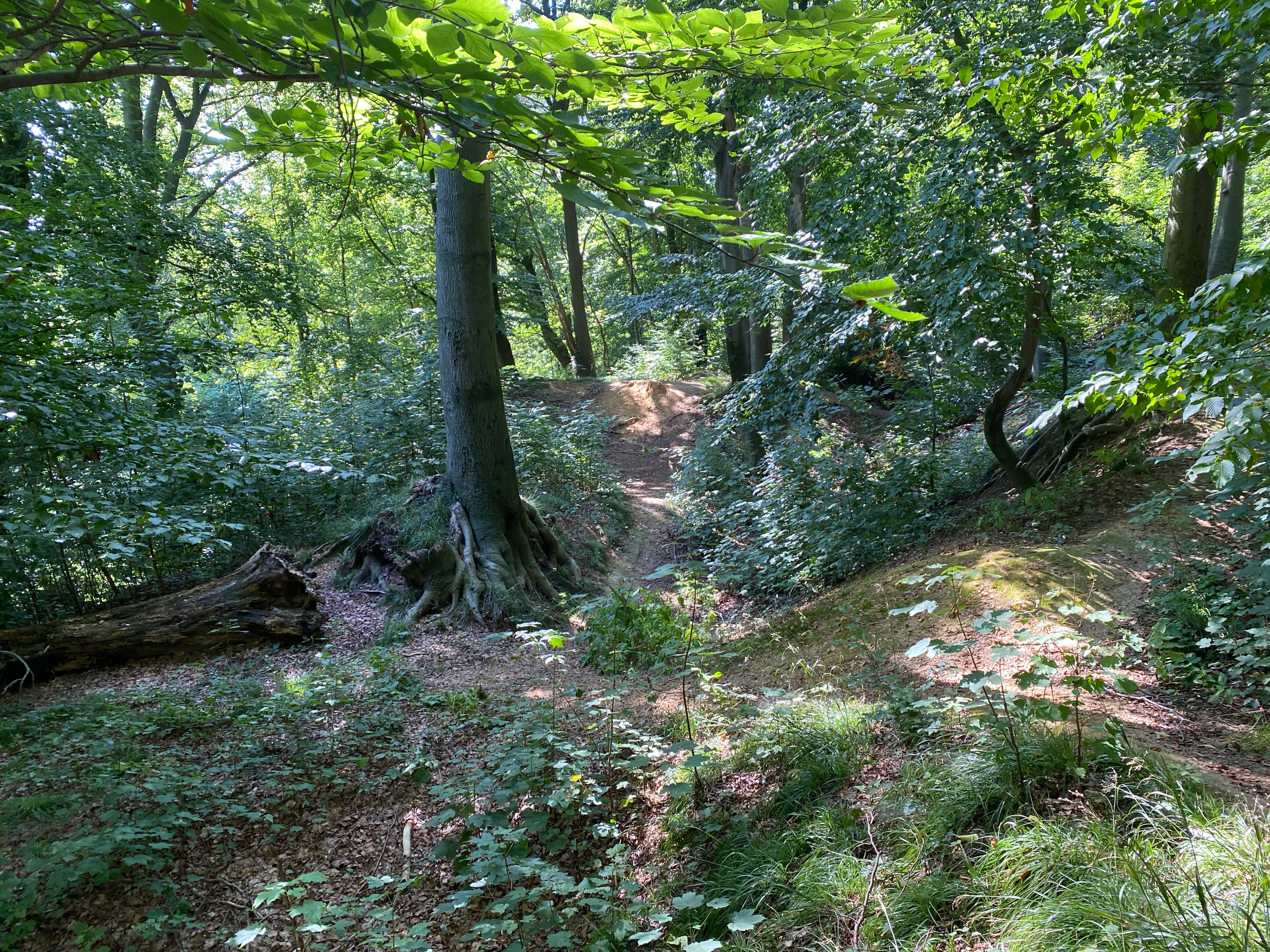 Una vista a un frondoso bosque caducifolio con un estrecho sendero de tierra que serpentea entre los troncos de los árboles, luz solar moteada y un tronco caído a la izquierda.