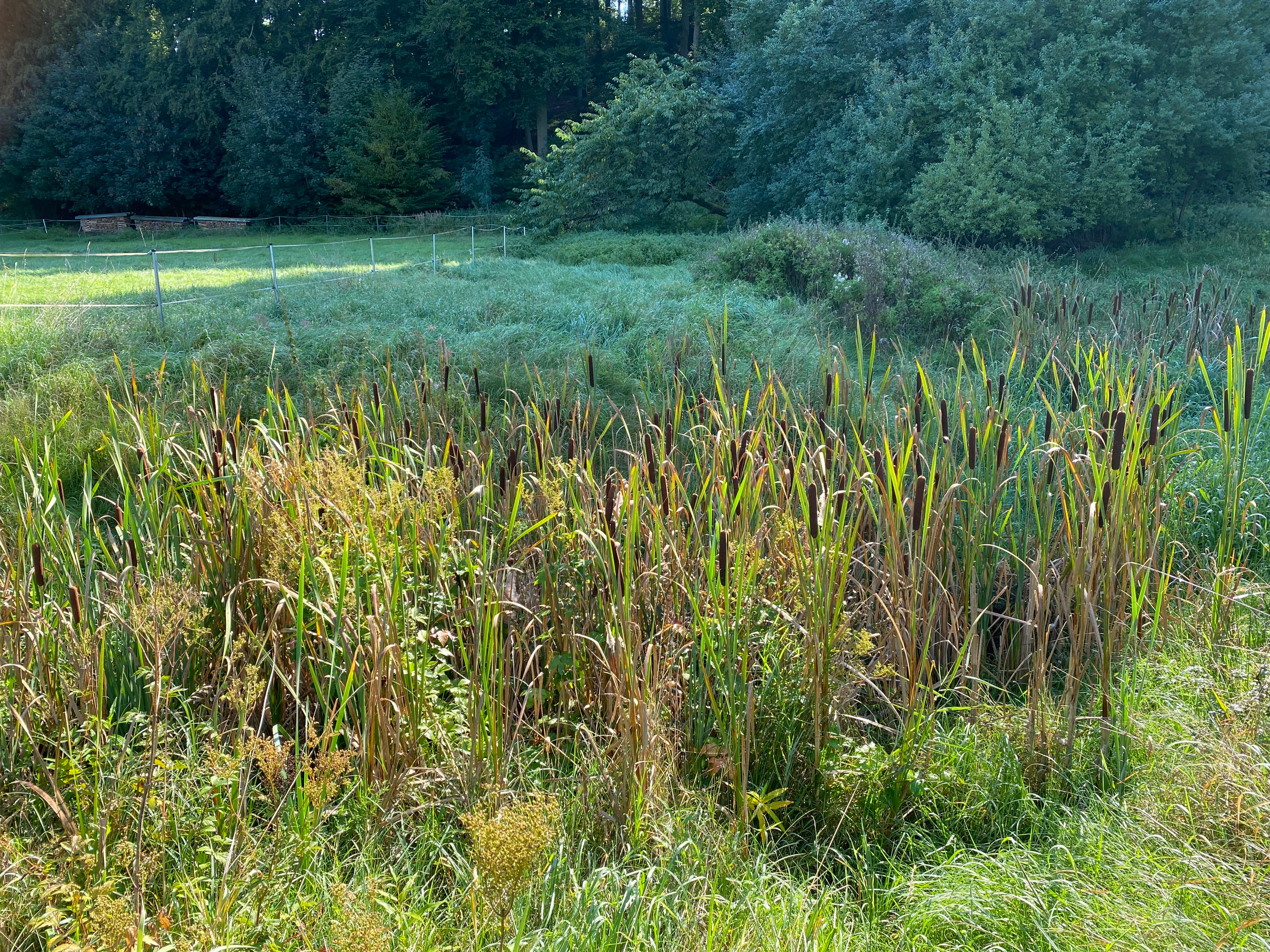 Un grupo de espadañas marrones que crecen en una zona de humedal pantanoso, con una pradera herbácea y un bosque al fondo.