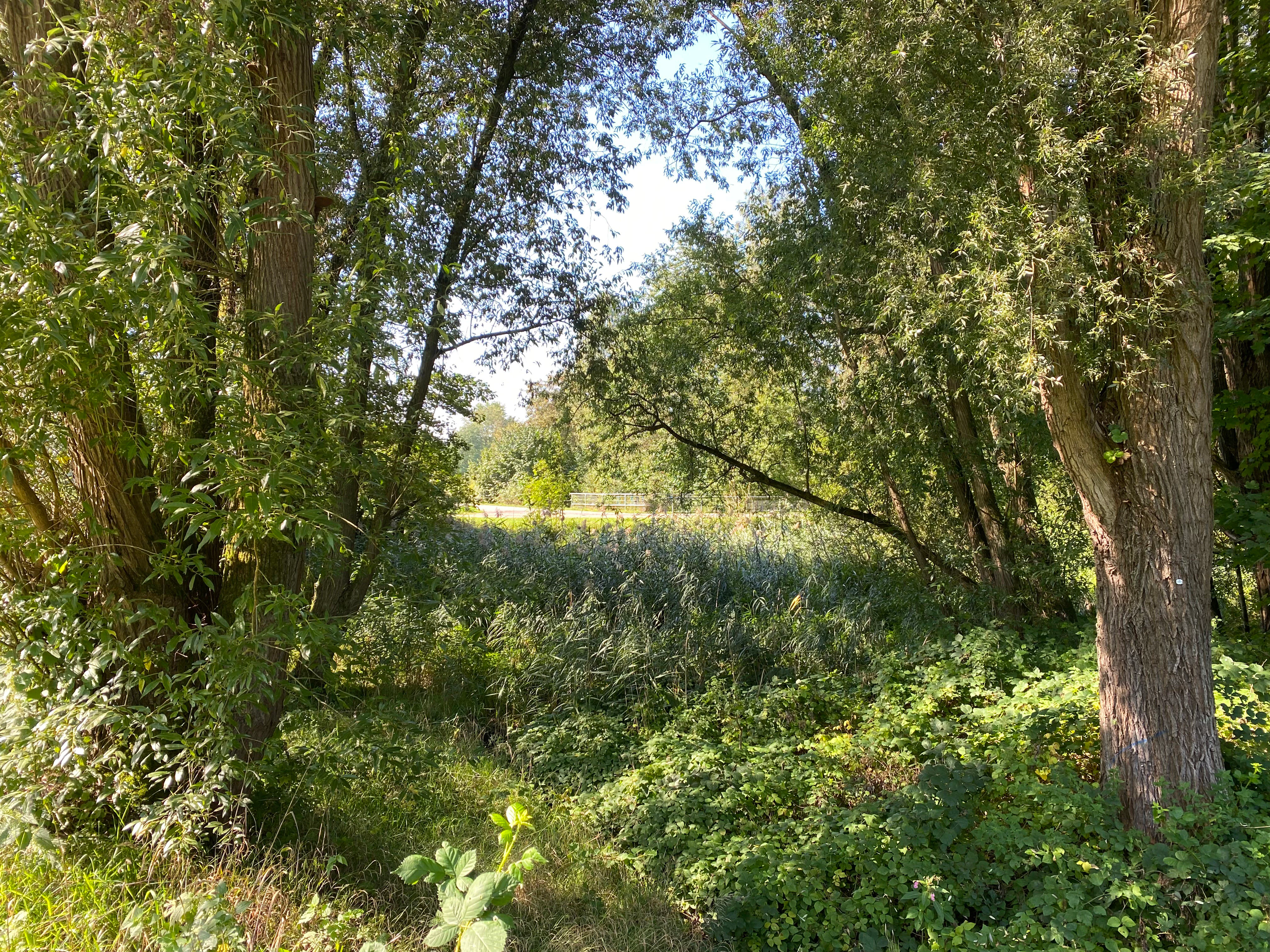 Una vista a través de los árboles hacia un claro lleno de juncos verdes altos en una zona de humedal.