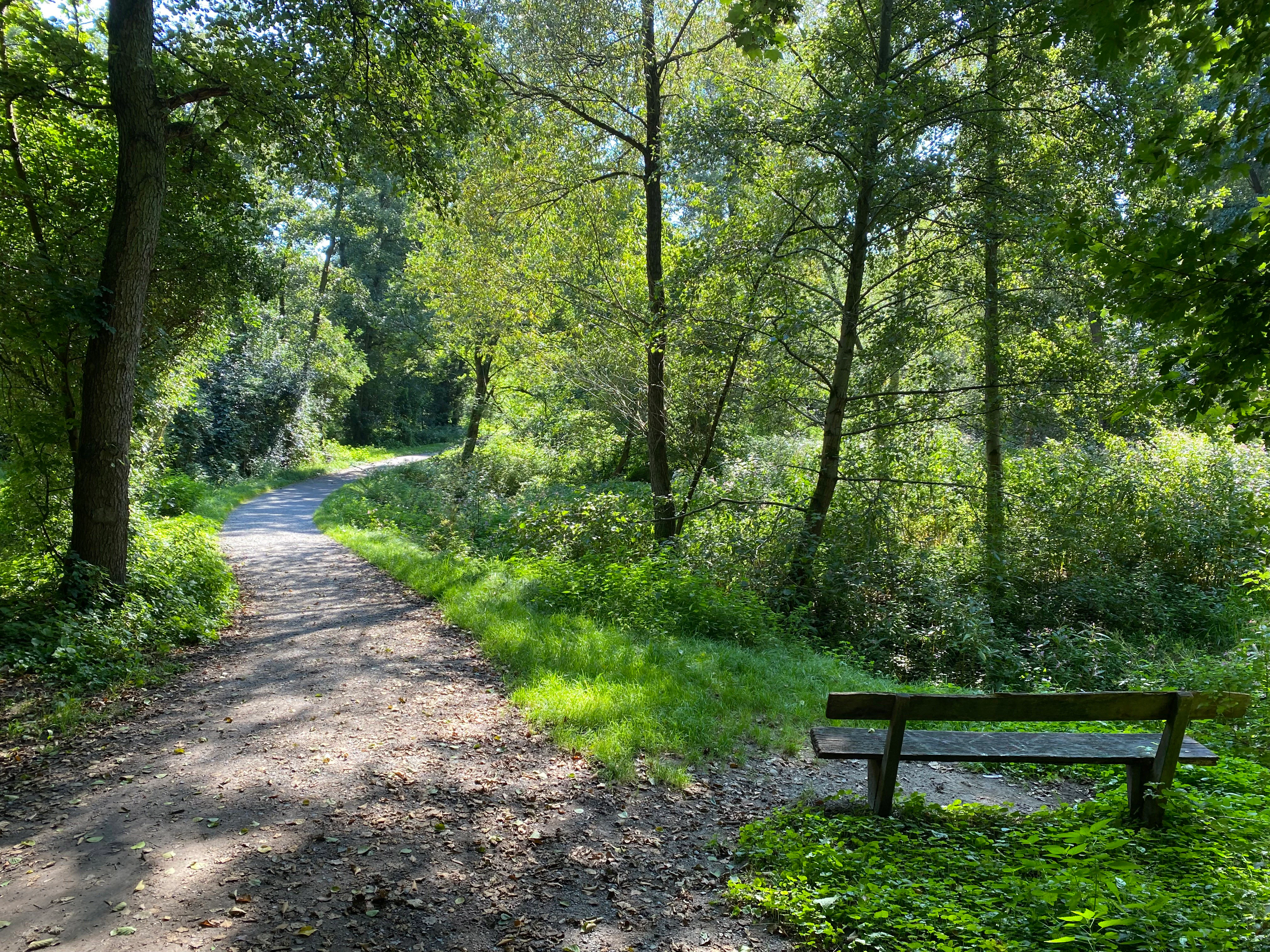 Un sendero de grava serpentea a través de un frondoso bosque caducifolio verde, con un banco de madera situado en el lado derecho del camino.