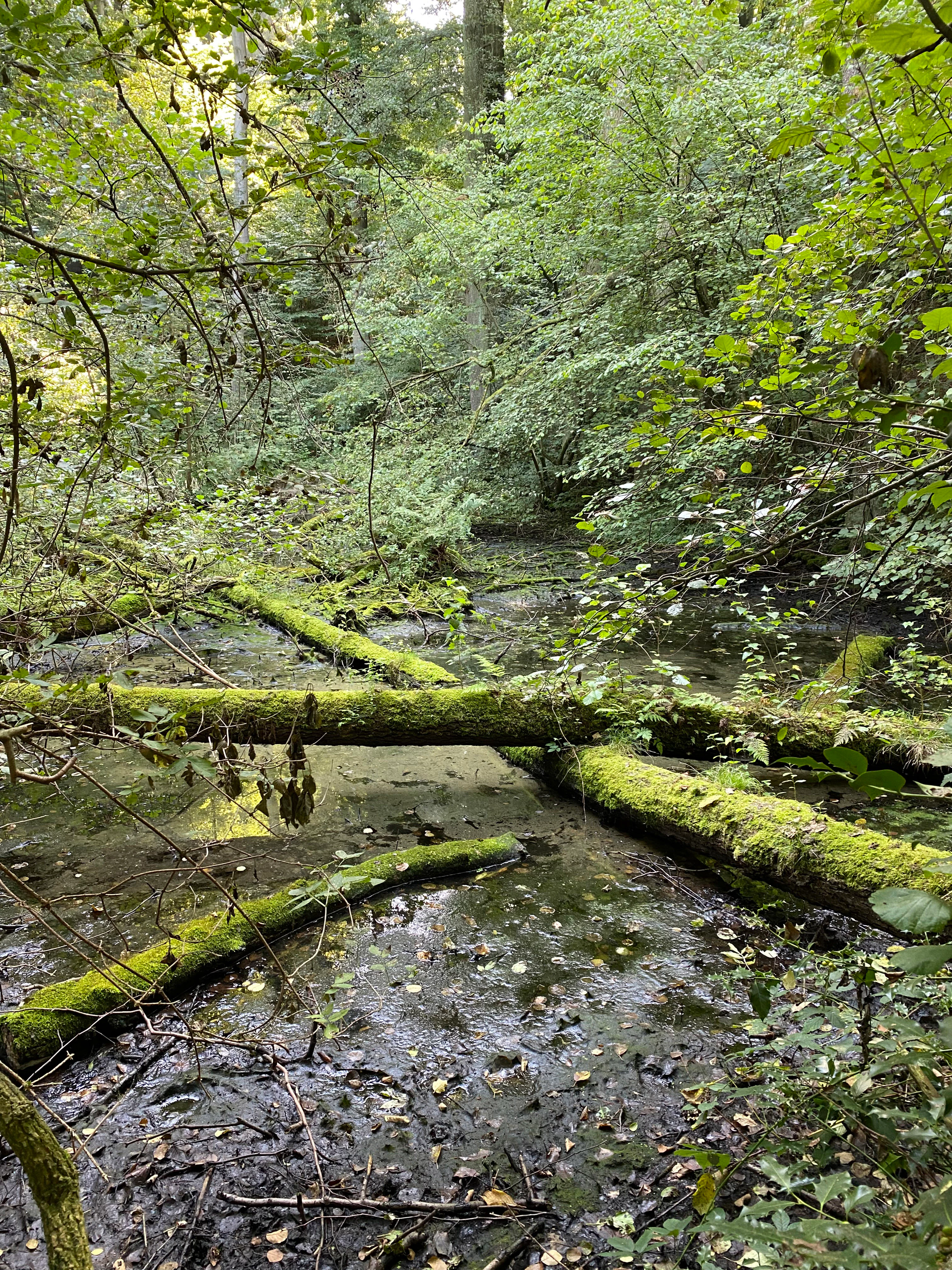 Una pequeña zona de humedal o arroyo turbio en un bosque con varios troncos caídos cubiertos de musgo que cruzan el agua.