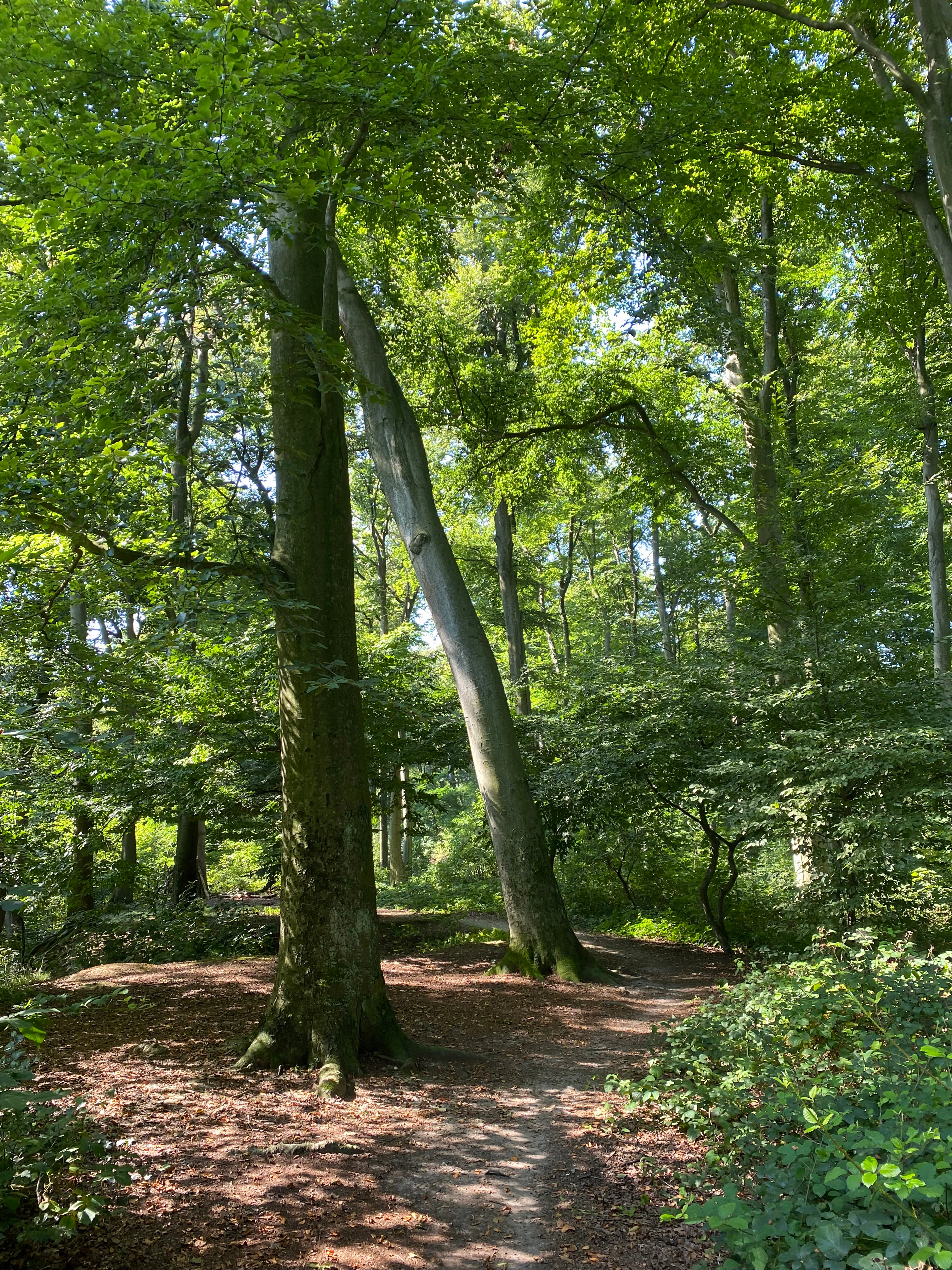 Un sendero de tierra serpentea a través de un bosque caducifolio con hayas maduras y un frondoso dosel verde bajo la luz del día.