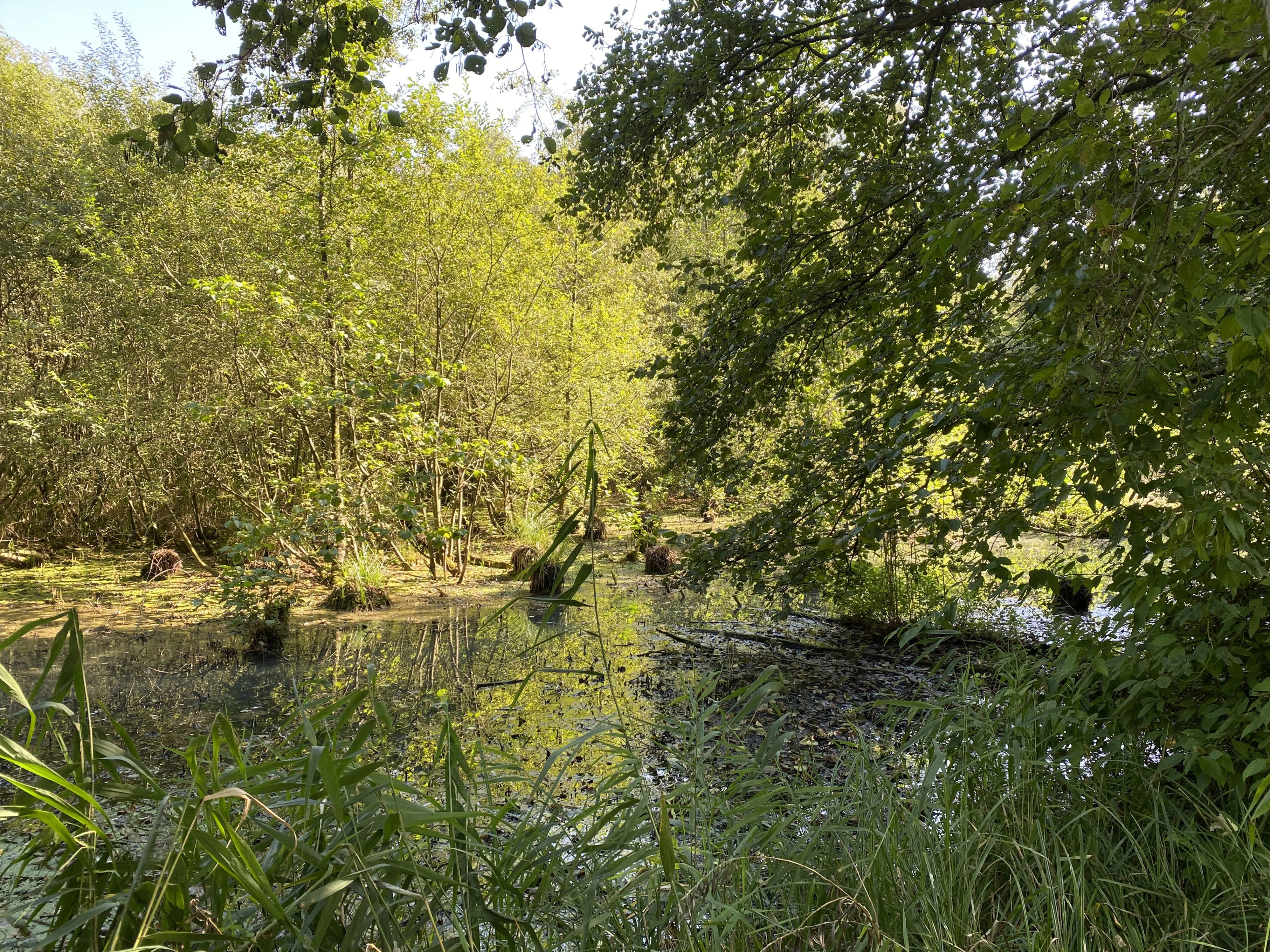Un estanque tranquilo y poco profundo rodeado de denso bosque caducifolio y vegetación pantanosa, con reflejos de los árboles en la superficie del agua.