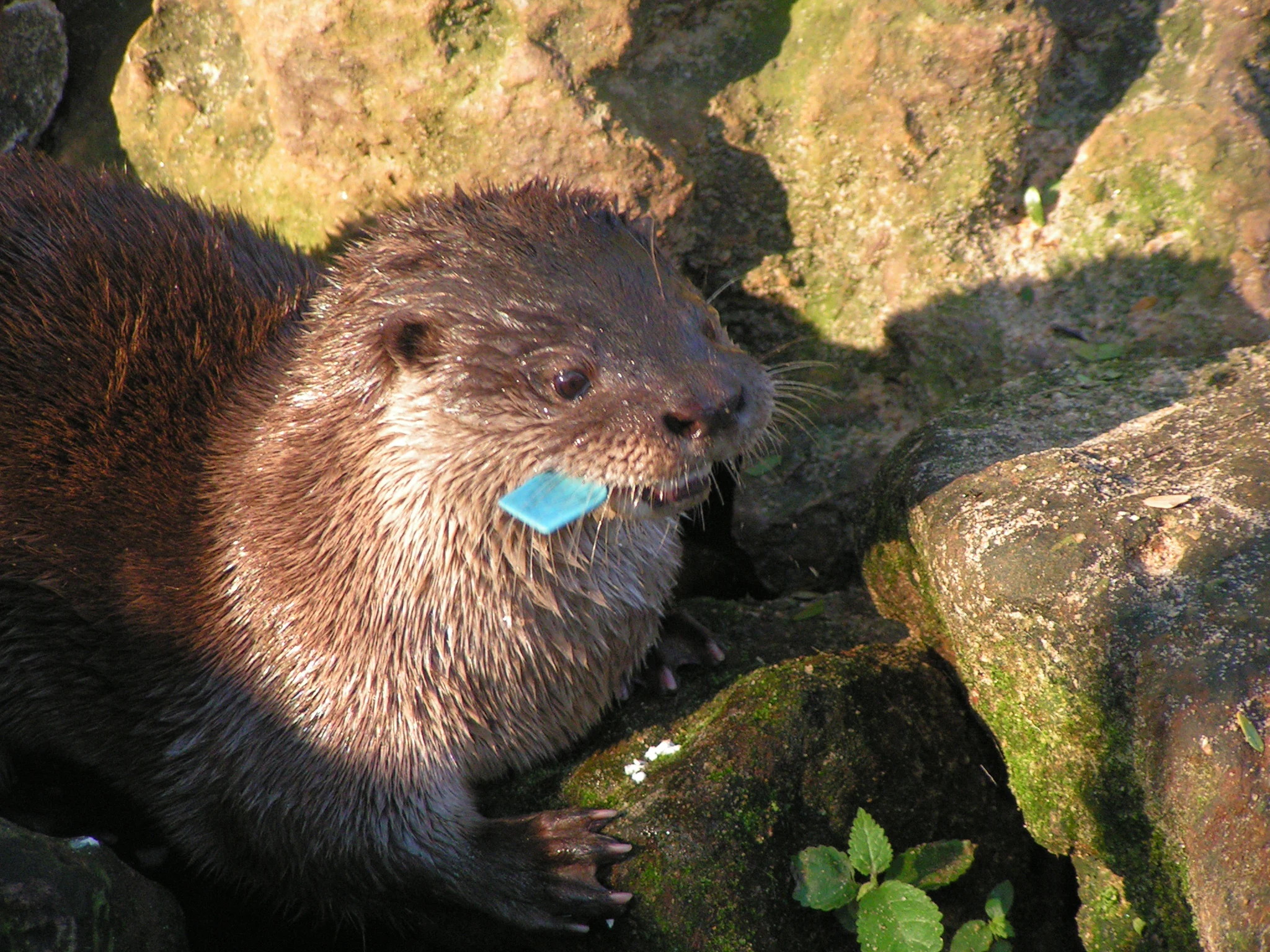 A close-up view of a brown Neotropical river otter resting on rocky, mossy terrain with a small blue object in its mouth.
