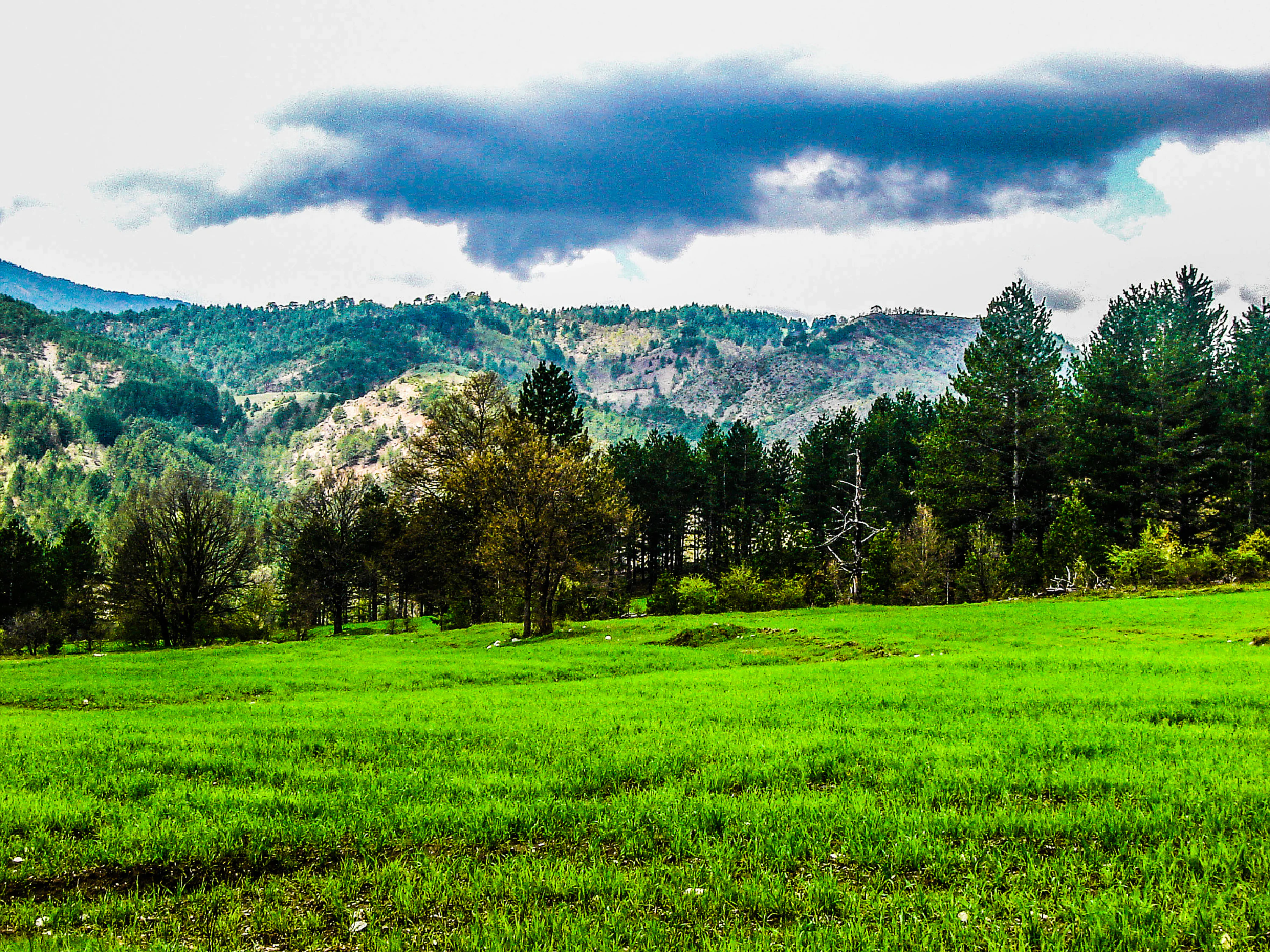 Green meadow with scattered trees, forested hills, and distant mountains under a partly cloudy sky