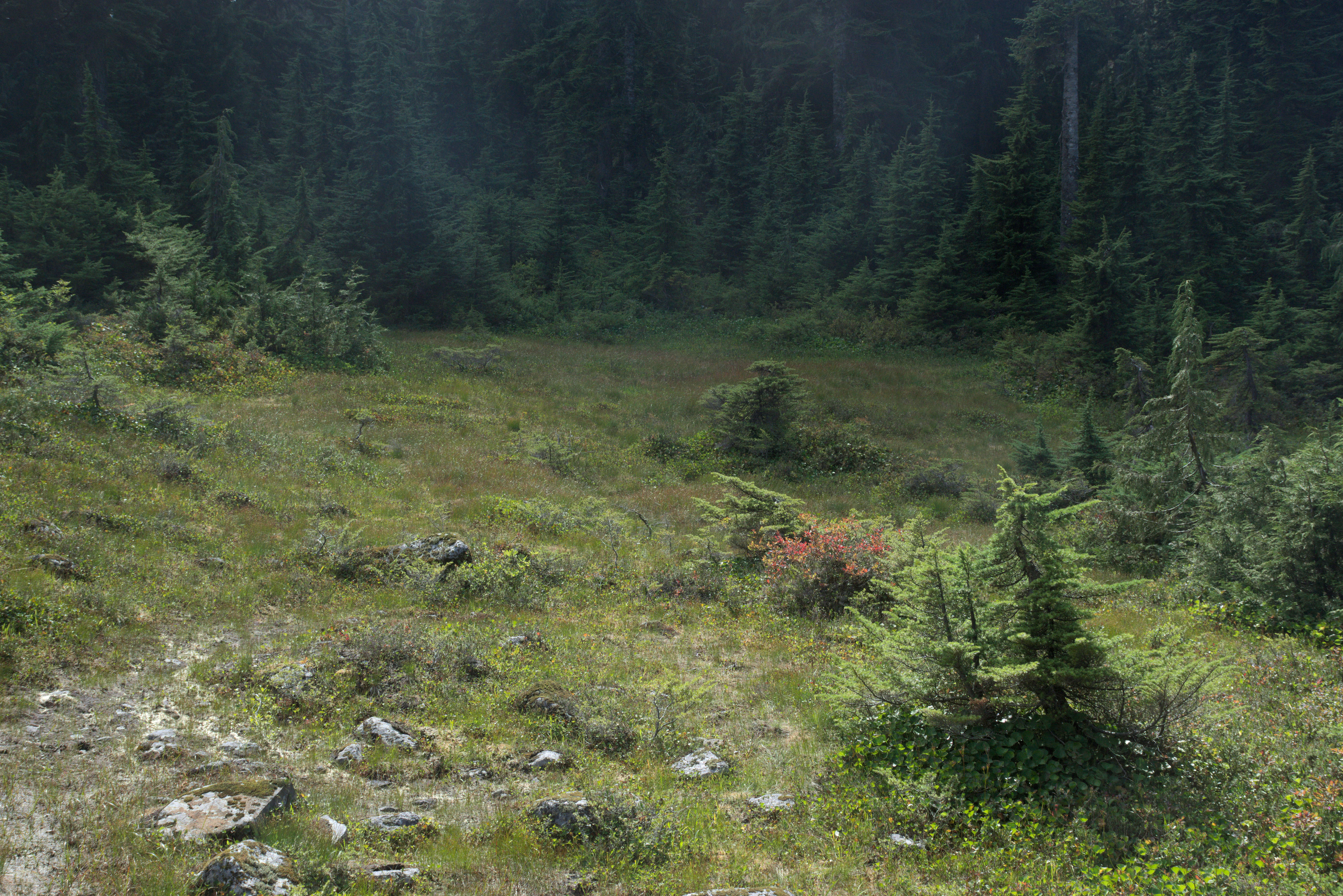 A green mountain meadow clearing surrounded by a dense conifer forest.