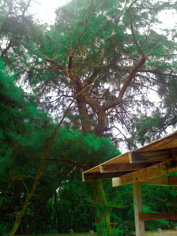 Un árbol grande y maduro con ramas extendidas se eleva sobre una estructura simple de madera con techo inclinado en una zona costera boscosa.