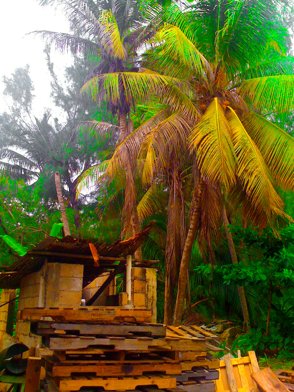 Una pequeña estructura de bloques de hormigón en ruinas se alza bajo altas palmeras, con pilas de palés de madera en primer plano.