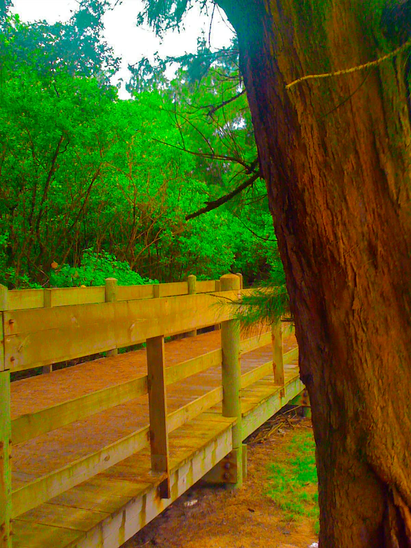 Una pasarela de madera con barandillas se extiende hacia la distancia a través de un bosque denso y verde brillante, con un gran tronco de árbol de textura rugosa en el primer plano inmediato a la derecha.