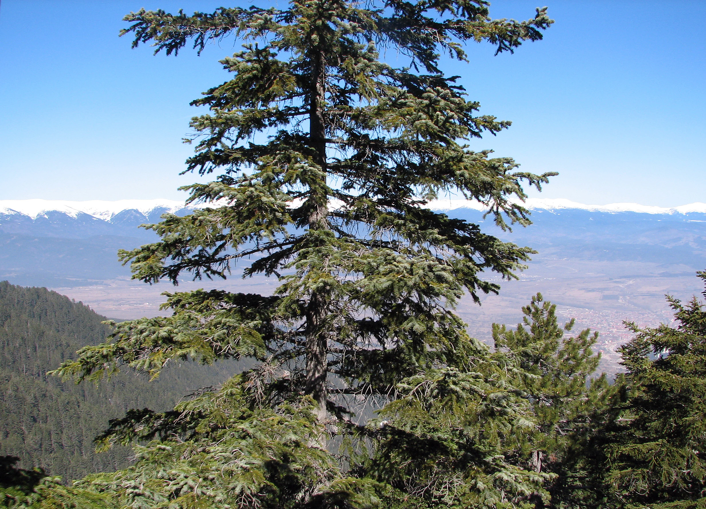 Tall coniferous tree with dense green needles and branches, set against a mountainous landscape with distant peaks under a clear blue sky