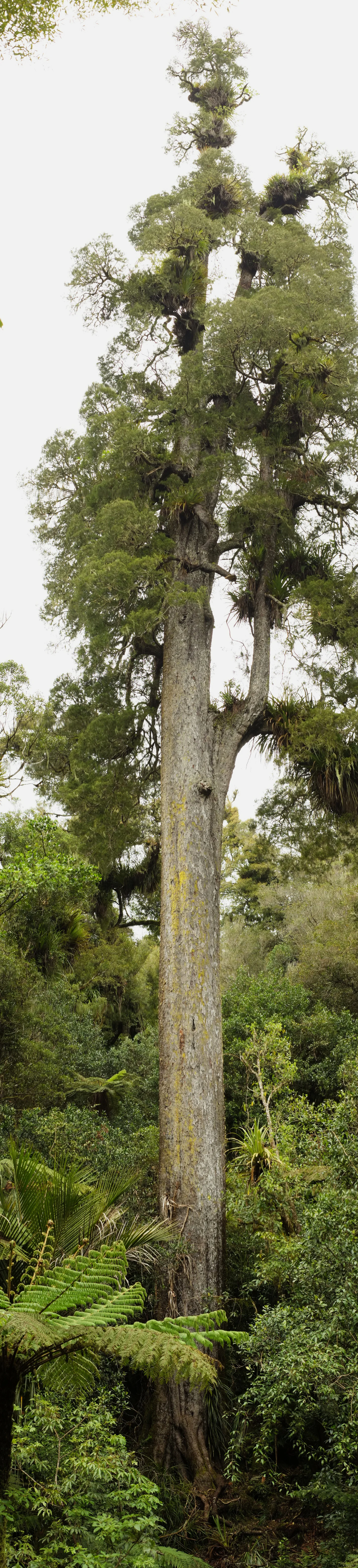 A very tall kahikatea tree trunk rising from forest floor through canopy, with tree ferns at base and epiphytic plants on branches, against overcast sky