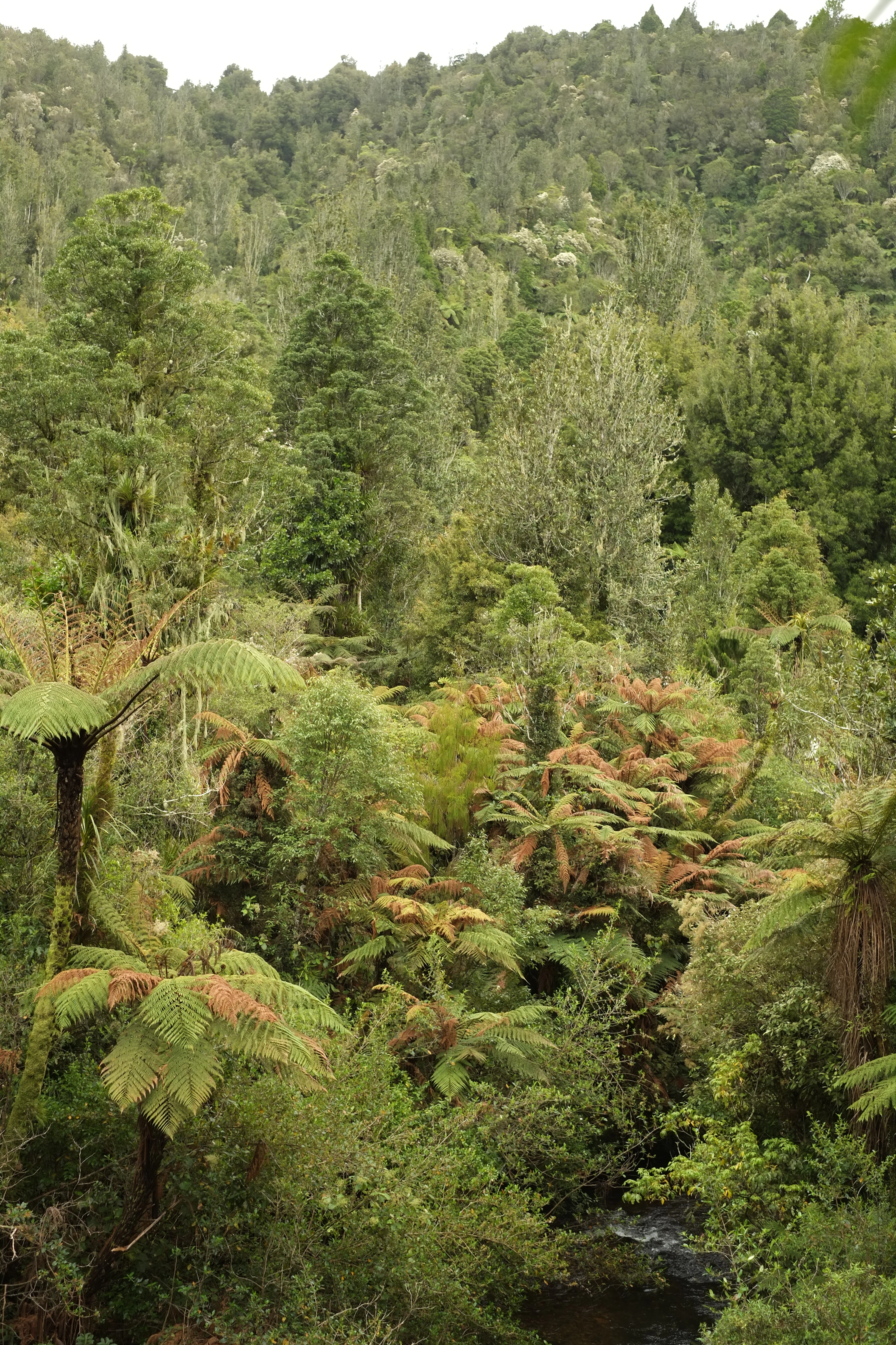 A dense forest scene showing numerous tree ferns with green and reddish fronds in the foreground, a small stream at the bottom right, and a hillside covered in tall trees in the background.