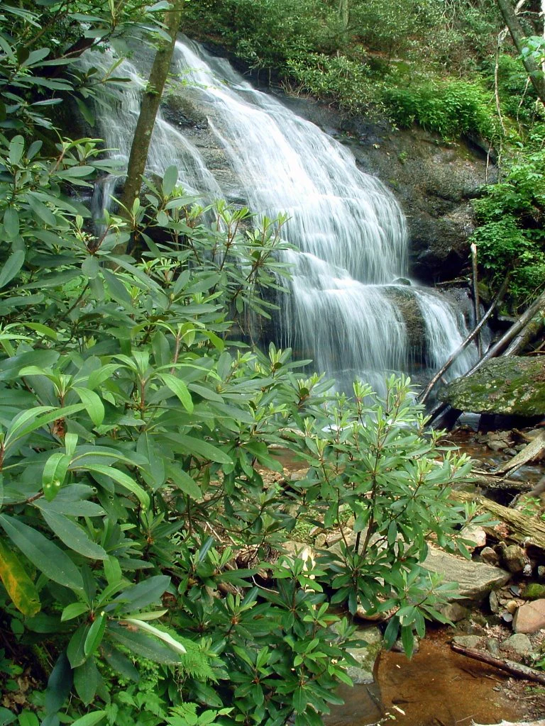 A small waterfall cascades down a rock face, surrounded by dense rhododendron shrubs and forest vegetation.