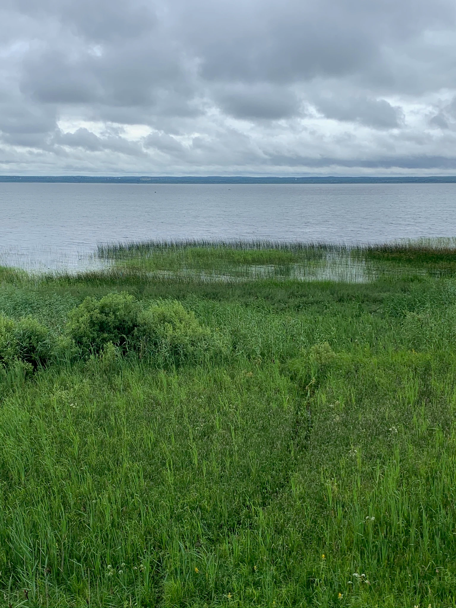 A wide shot of a green grassy shoreline leading into the water of a large lake, with distant low hills under a gray, cloudy sky.