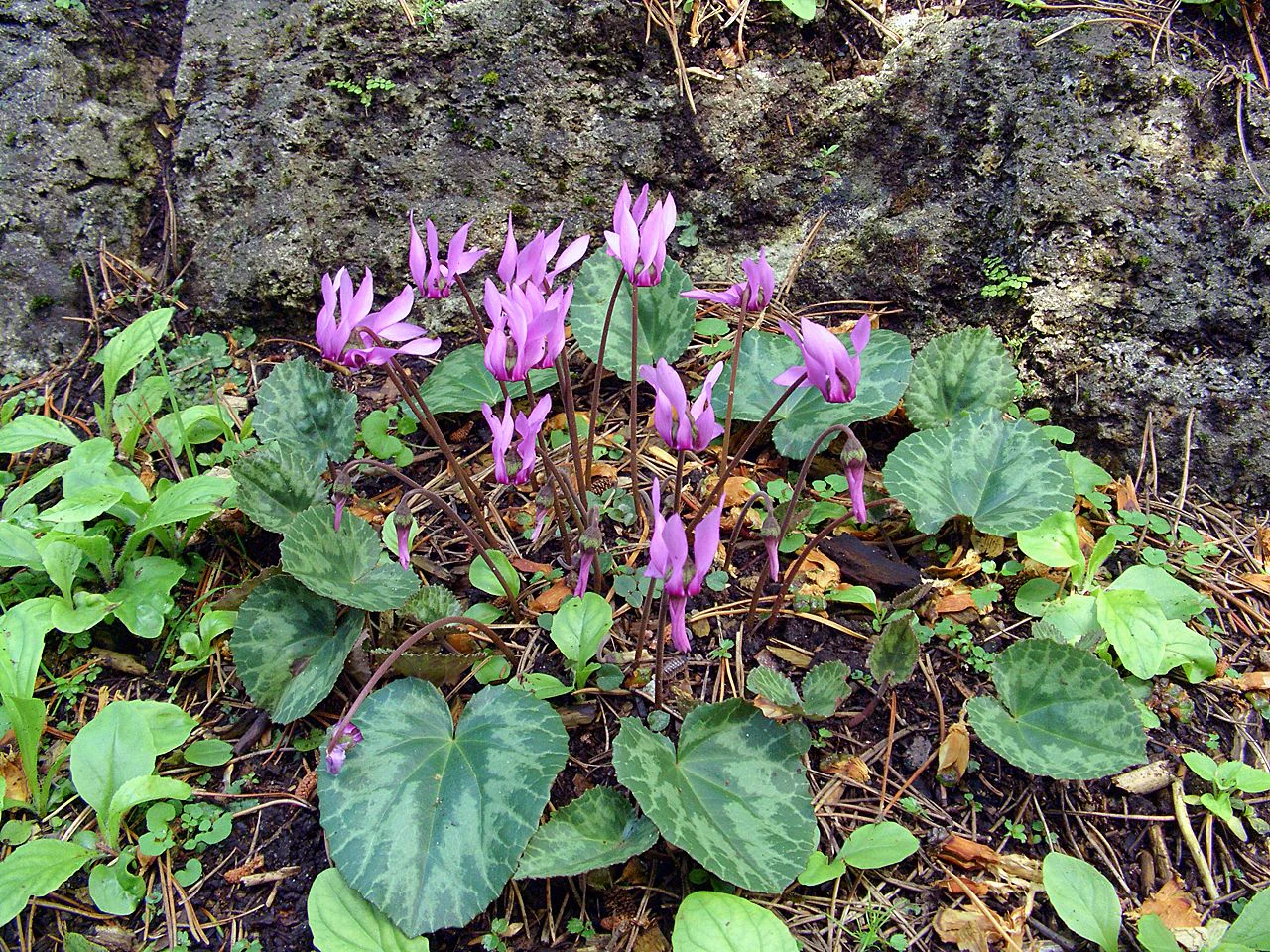 Purple cyclamen flowers with heart-shaped green leaves and rocky background