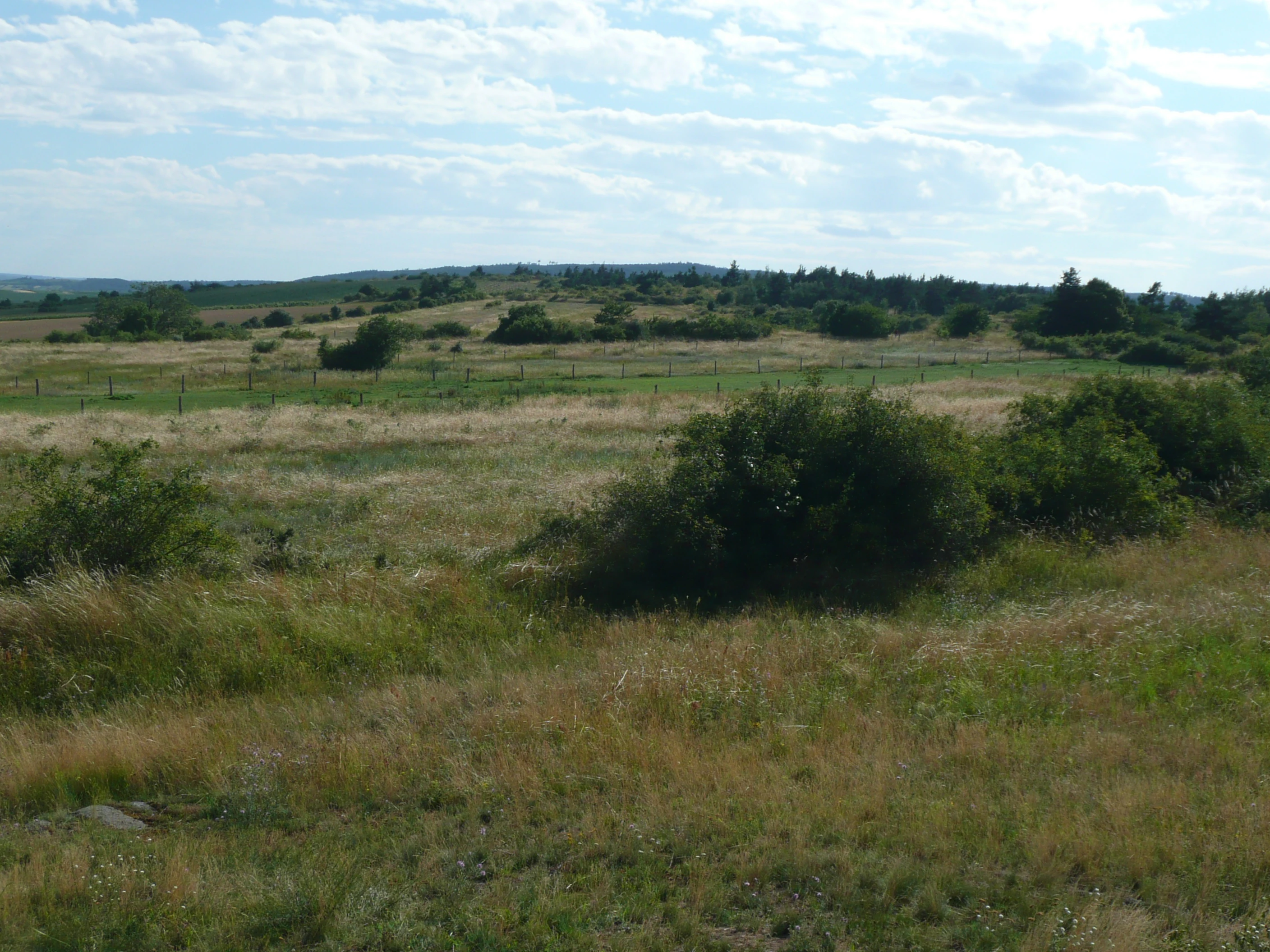 Dry grassland with scattered bushes under a partly cloudy sky