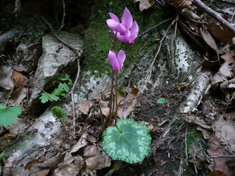 Two pink anemone flowers with green leaves growing among fallen leaves and tree bark
