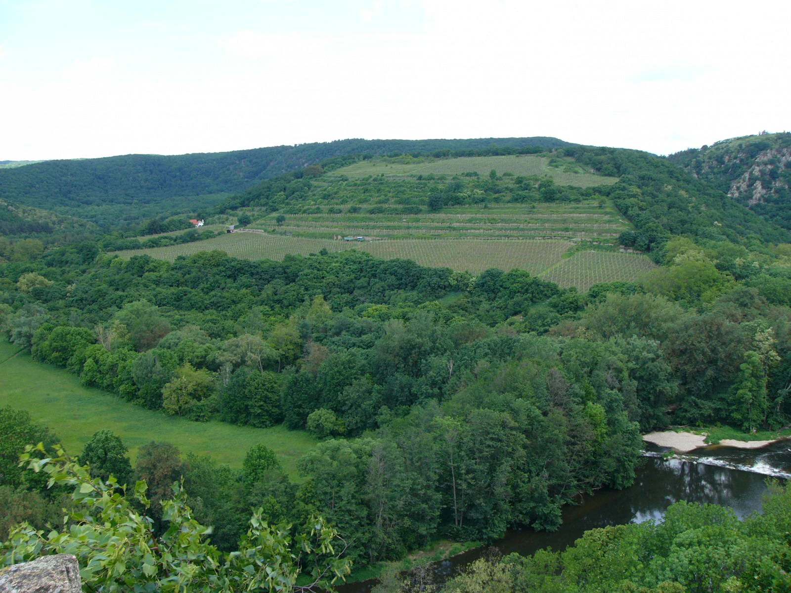 Wide landscape view of a river valley with dense forests, terraced vineyards on hillsides, and a river flowing through green meadows