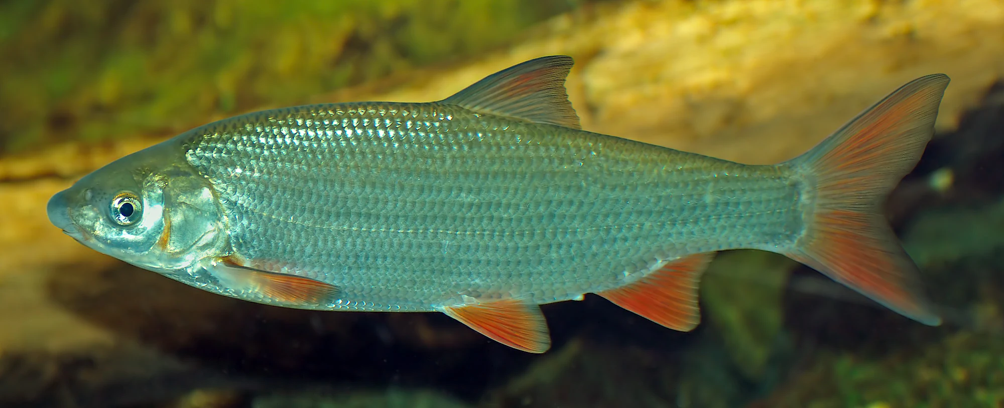 Close-up of common nase fish with silvery body and orange fins in water