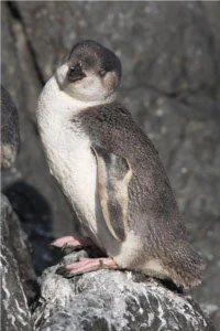 A white-flippered penguin standing on dark, textured rocks, looking toward the camera.