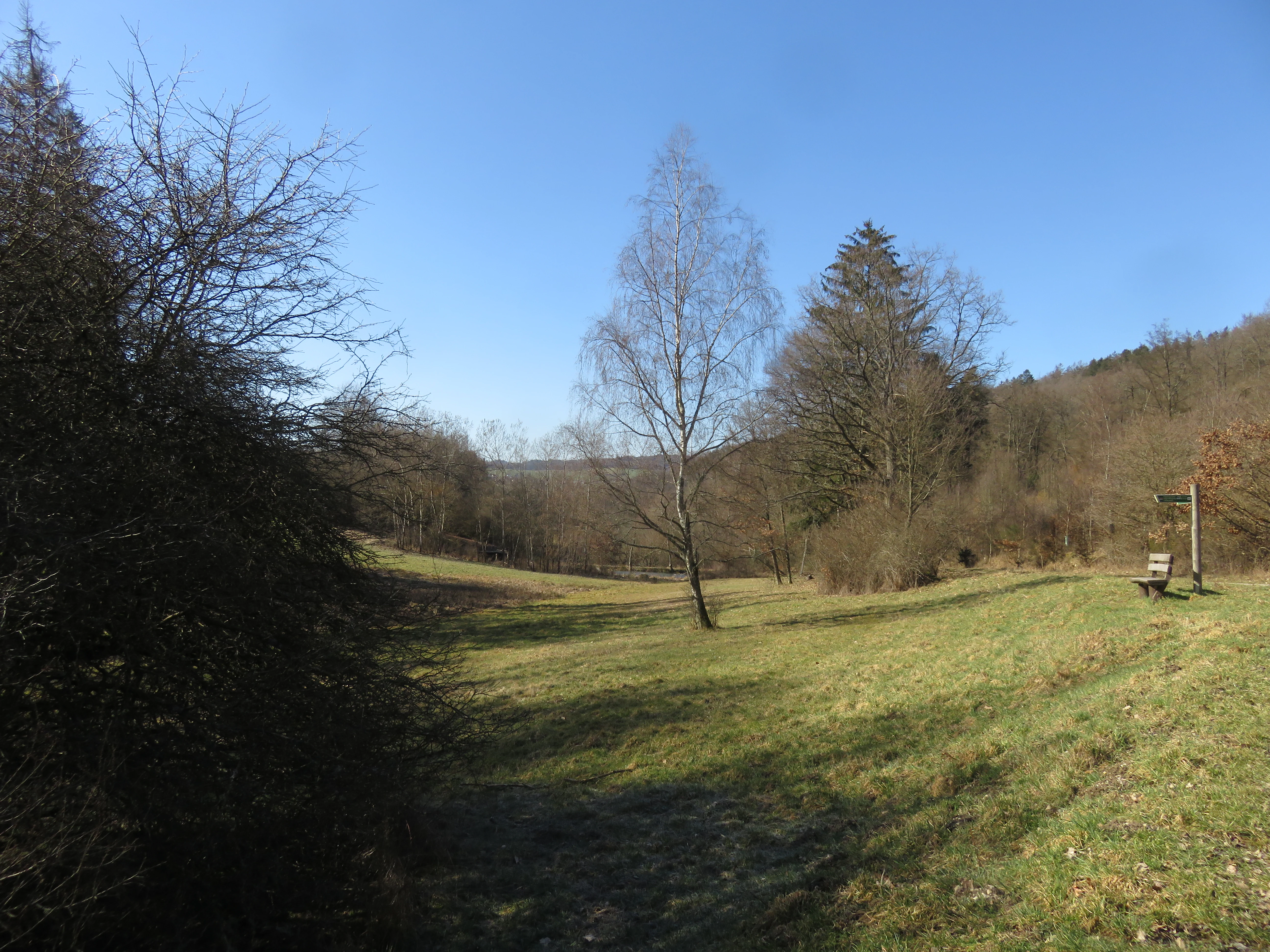 A green valley meadow in the Pohlbachtal nature reserve with deciduous trees, a central birch tree, and a wooden bench on the right.