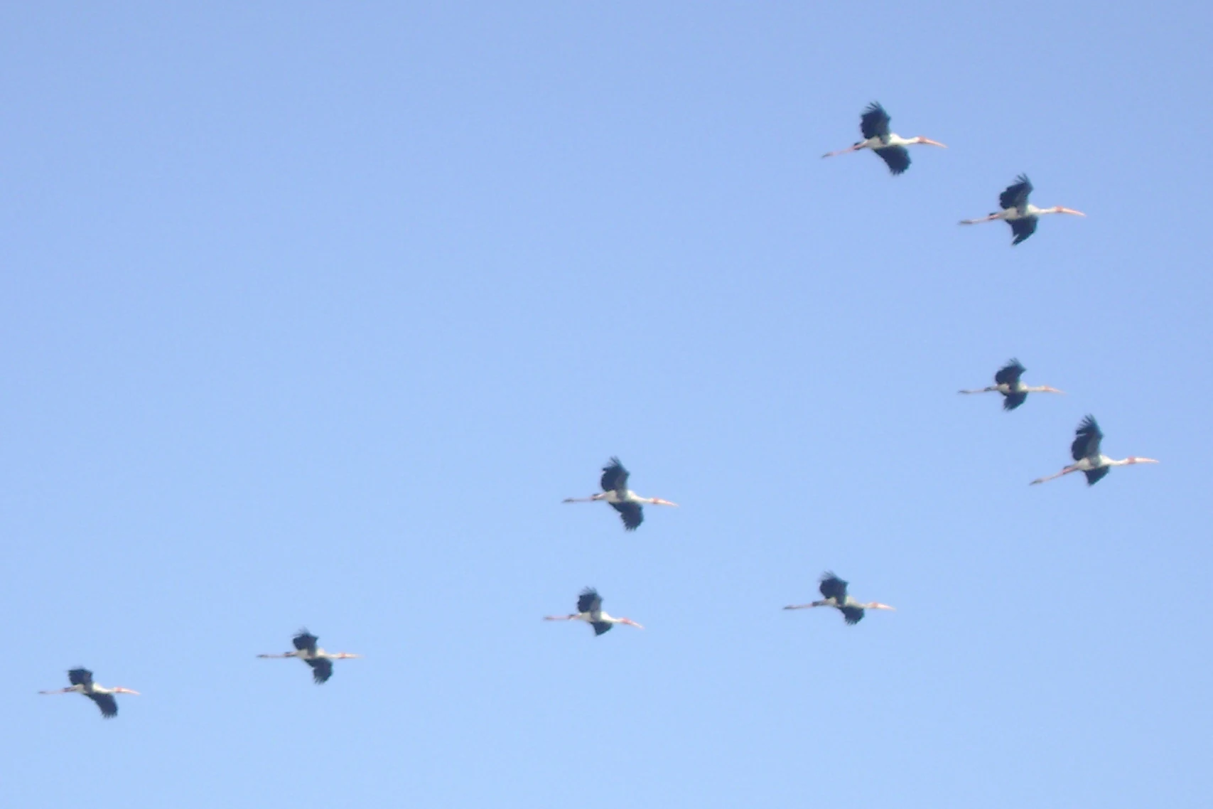 A small flock of painted storks flying in formation against a clear blue sky.