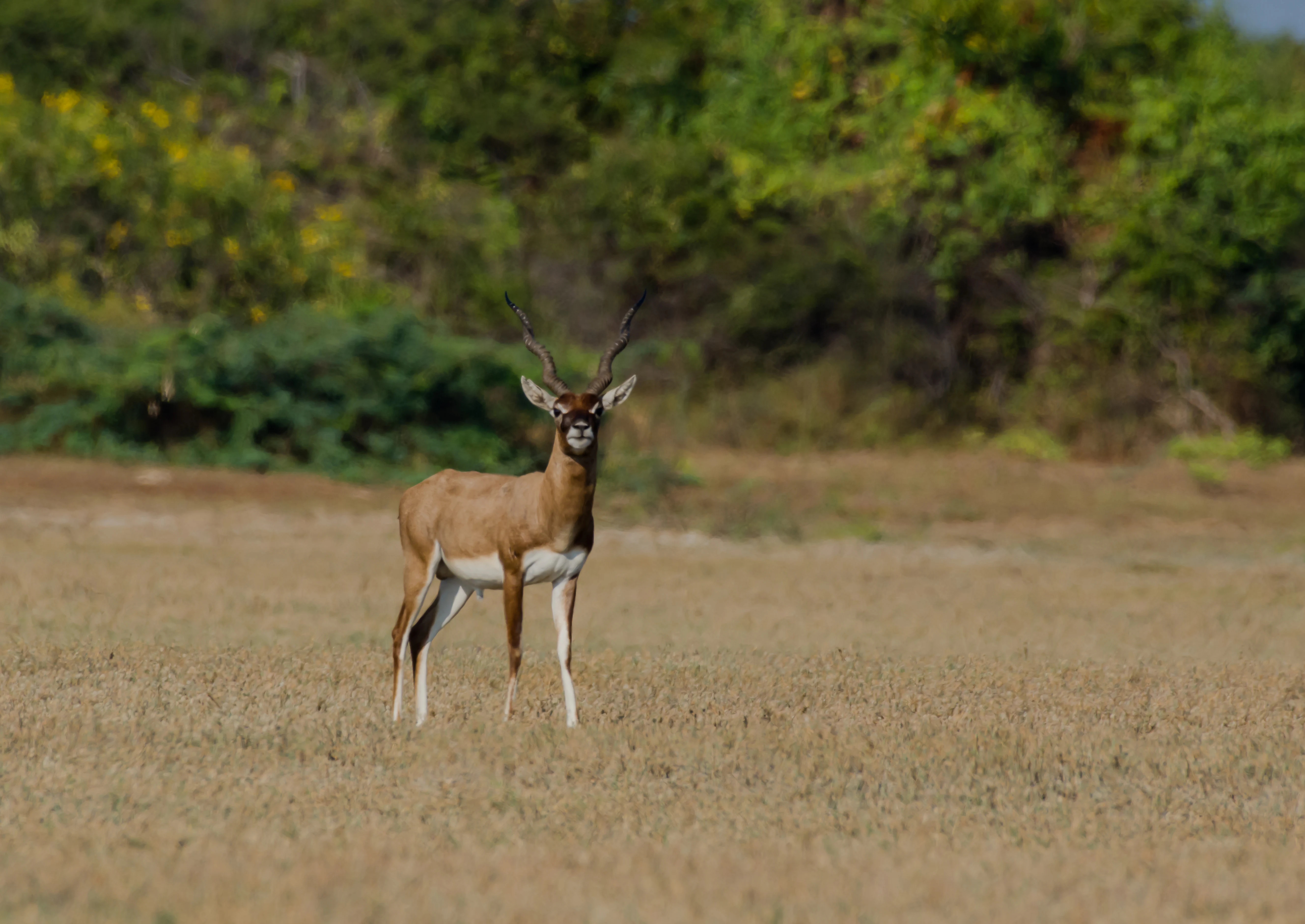 A male blackbuck with spiraled horns standing in a dry, open grassy field with green bushes in the background.