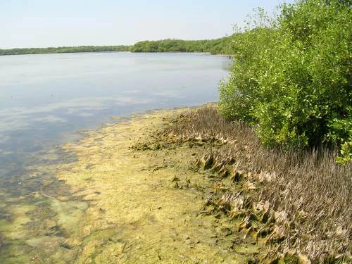 A calm, shallow lagoon shoreline fringed with dense green mangrove vegetation and exposed prop roots at low tide.