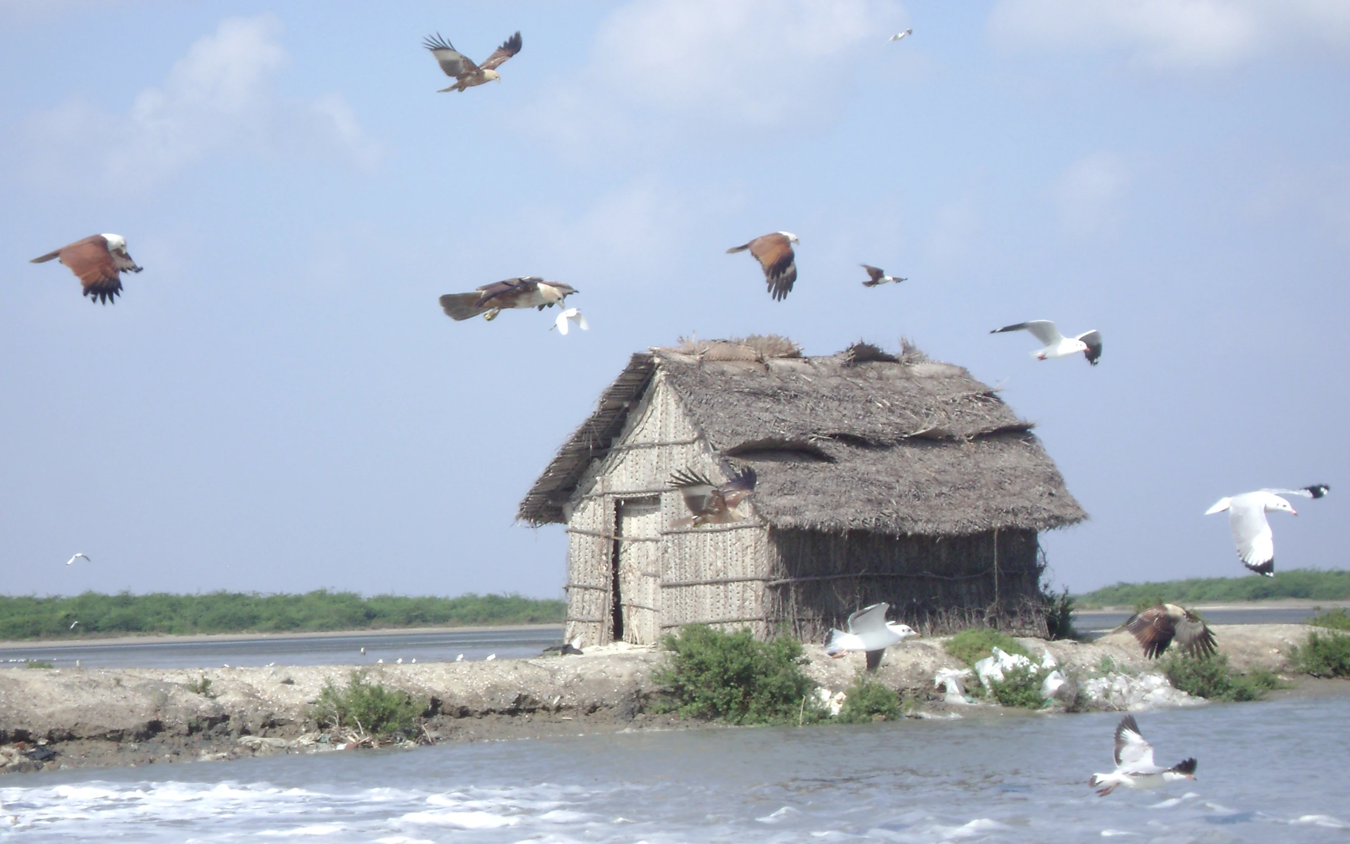 A rustic, thatched-roof hut sits on a narrow strip of land beside a body of water, with multiple birds, including kites and gulls, flying in the air around it.